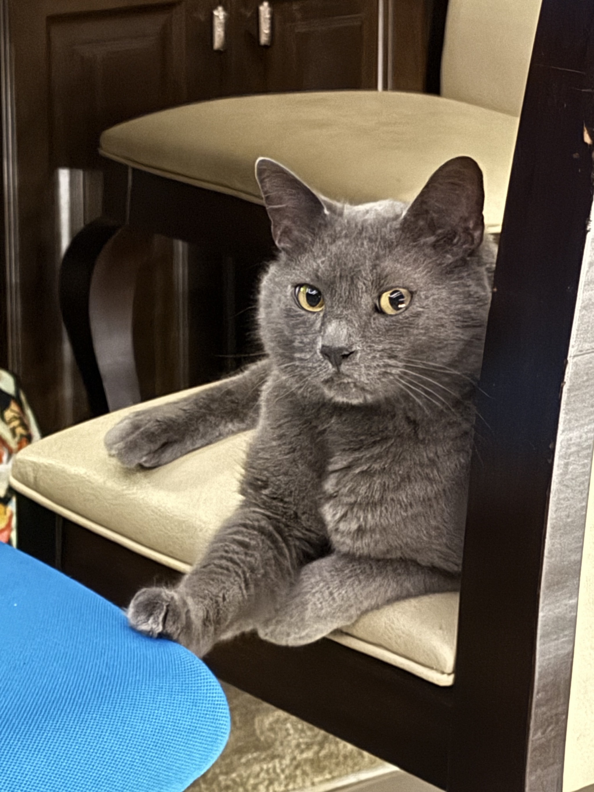 Cat on chair