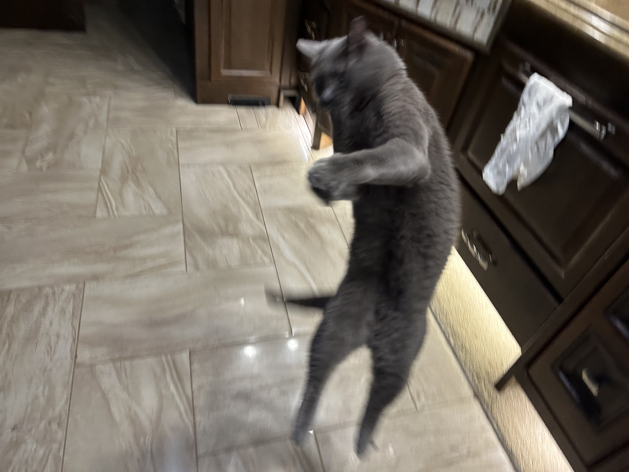 Cat chasing ball on a string