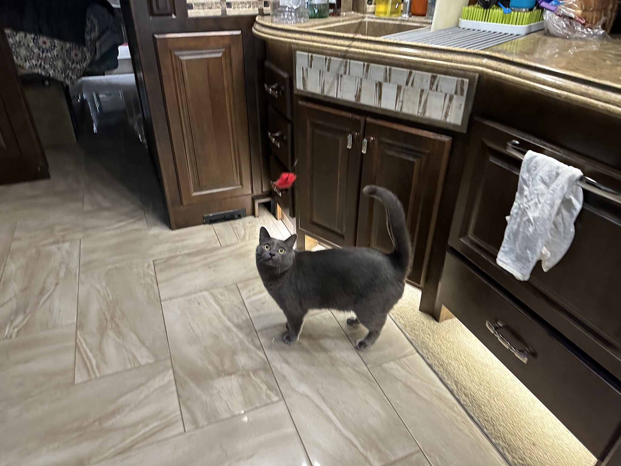 Cat chasing ball on a string