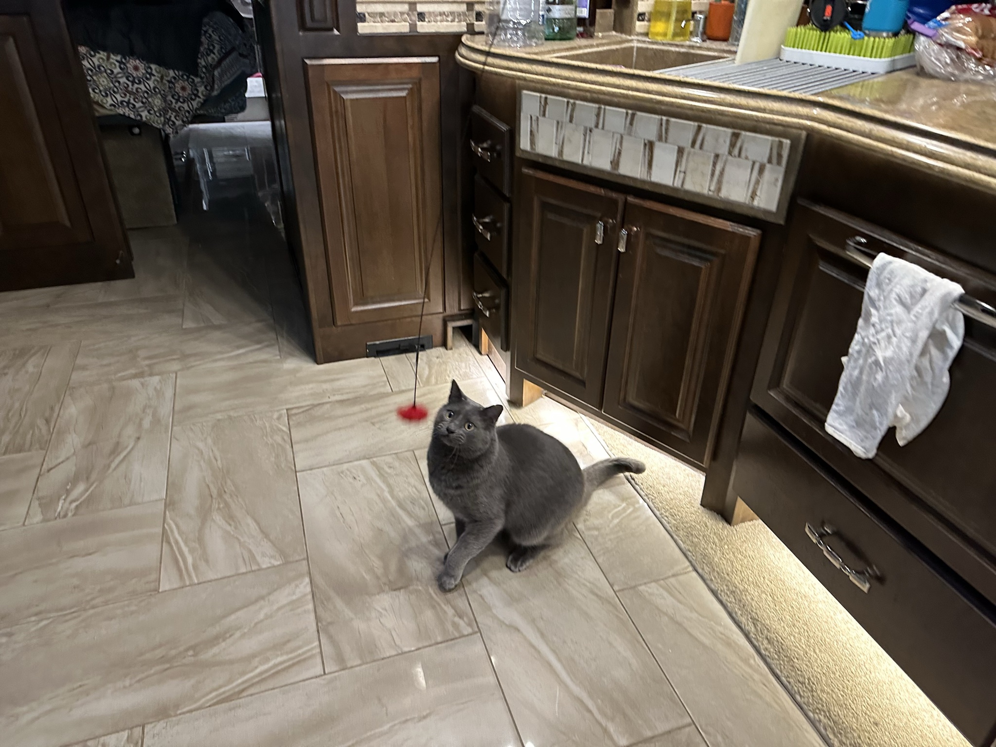 Cat chasing ball on a string