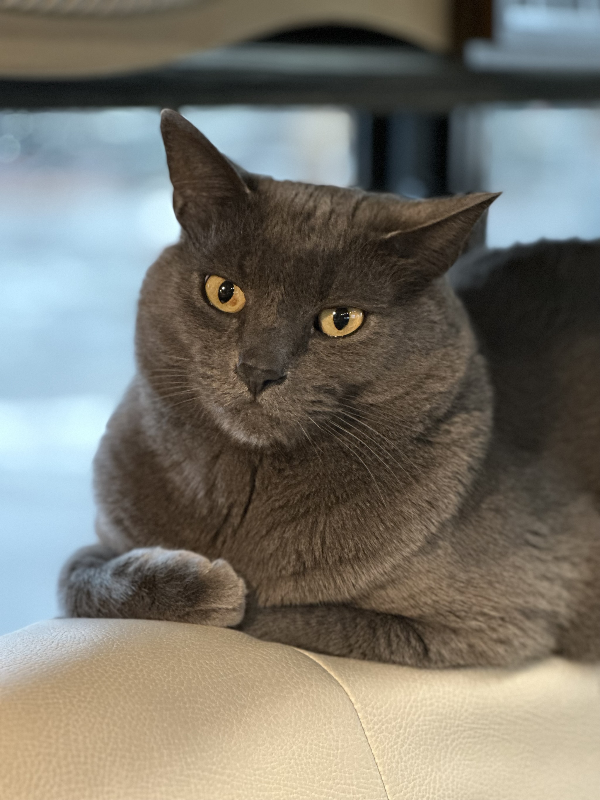Cat sitting on couch