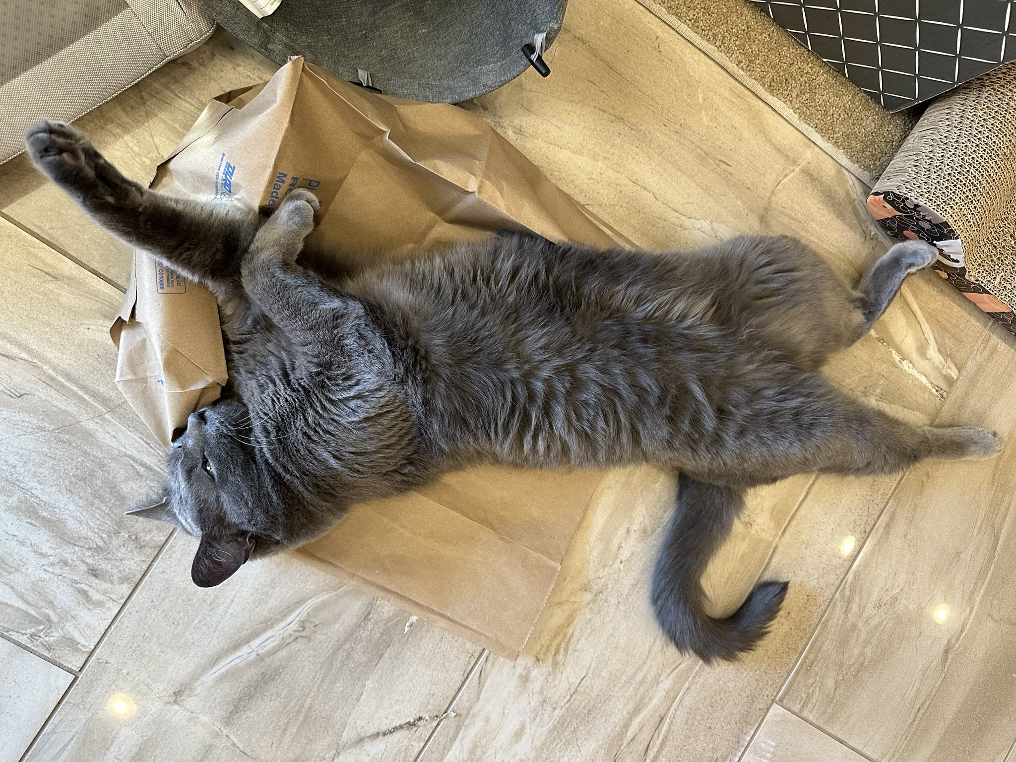 Cat laying on a paper bag