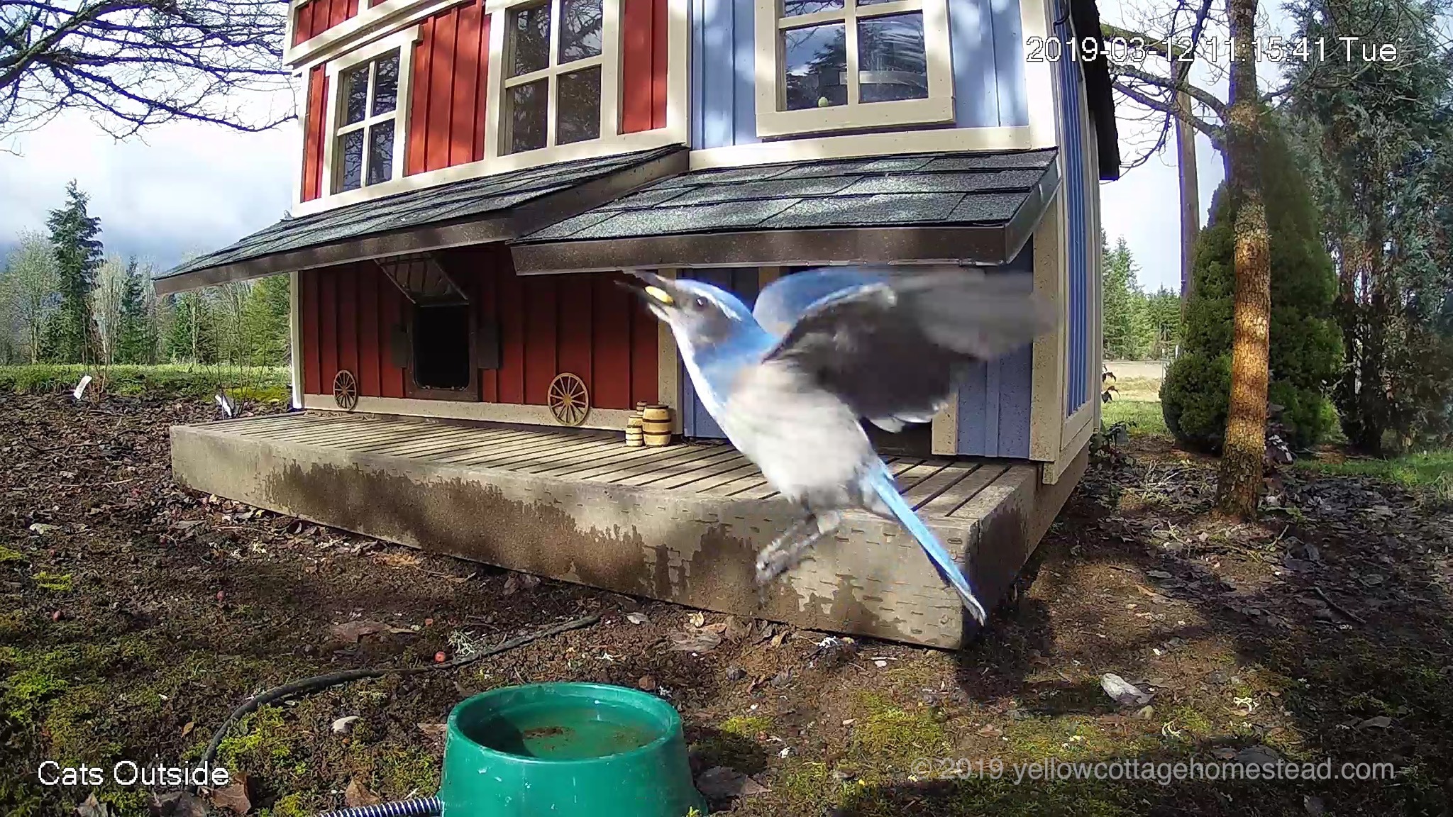 Scrub jay bird taking off
