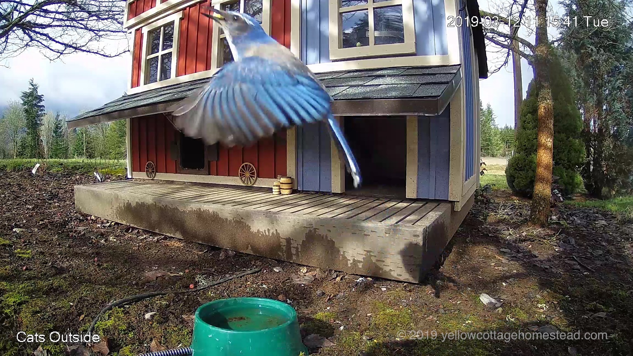 Scrub jay bird taking off