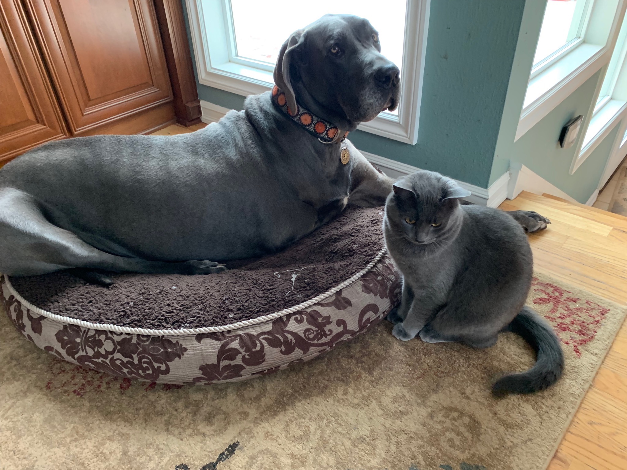 Cat & dog
