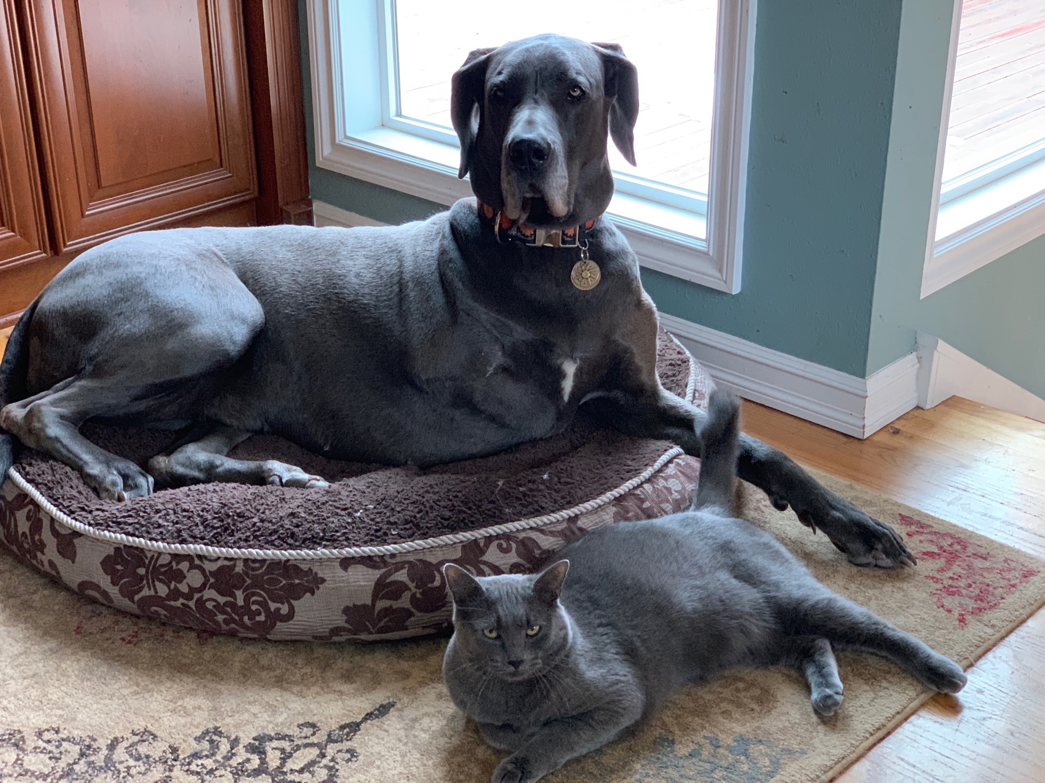 Cat & dog
