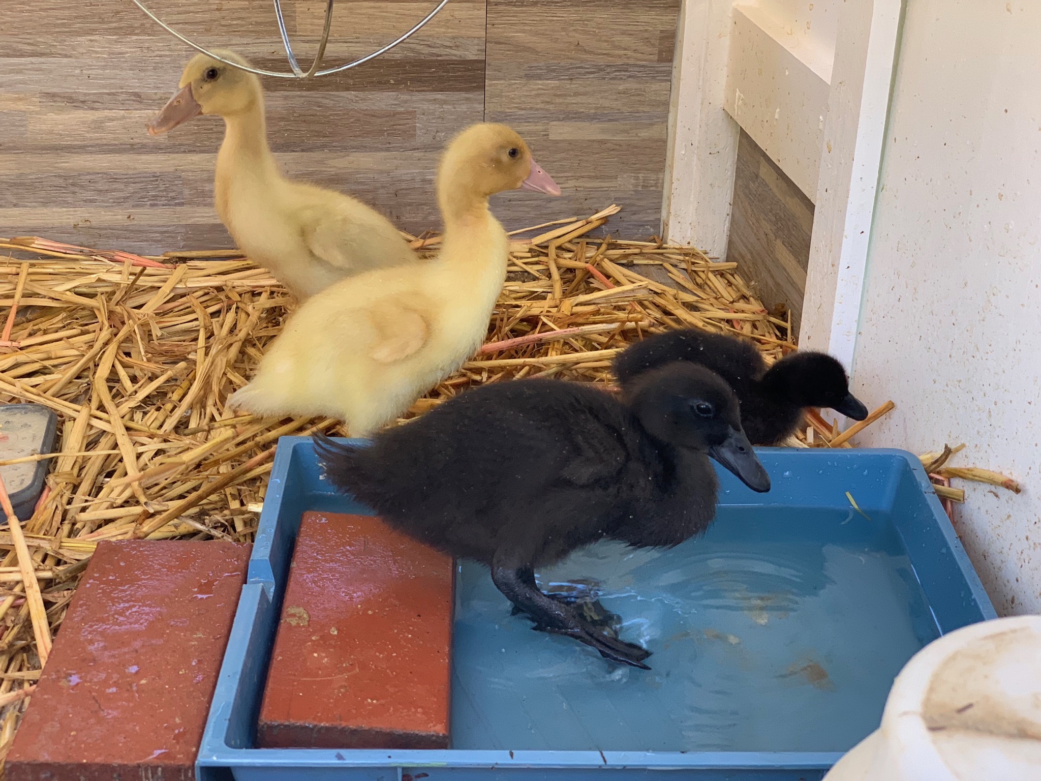Ducklings