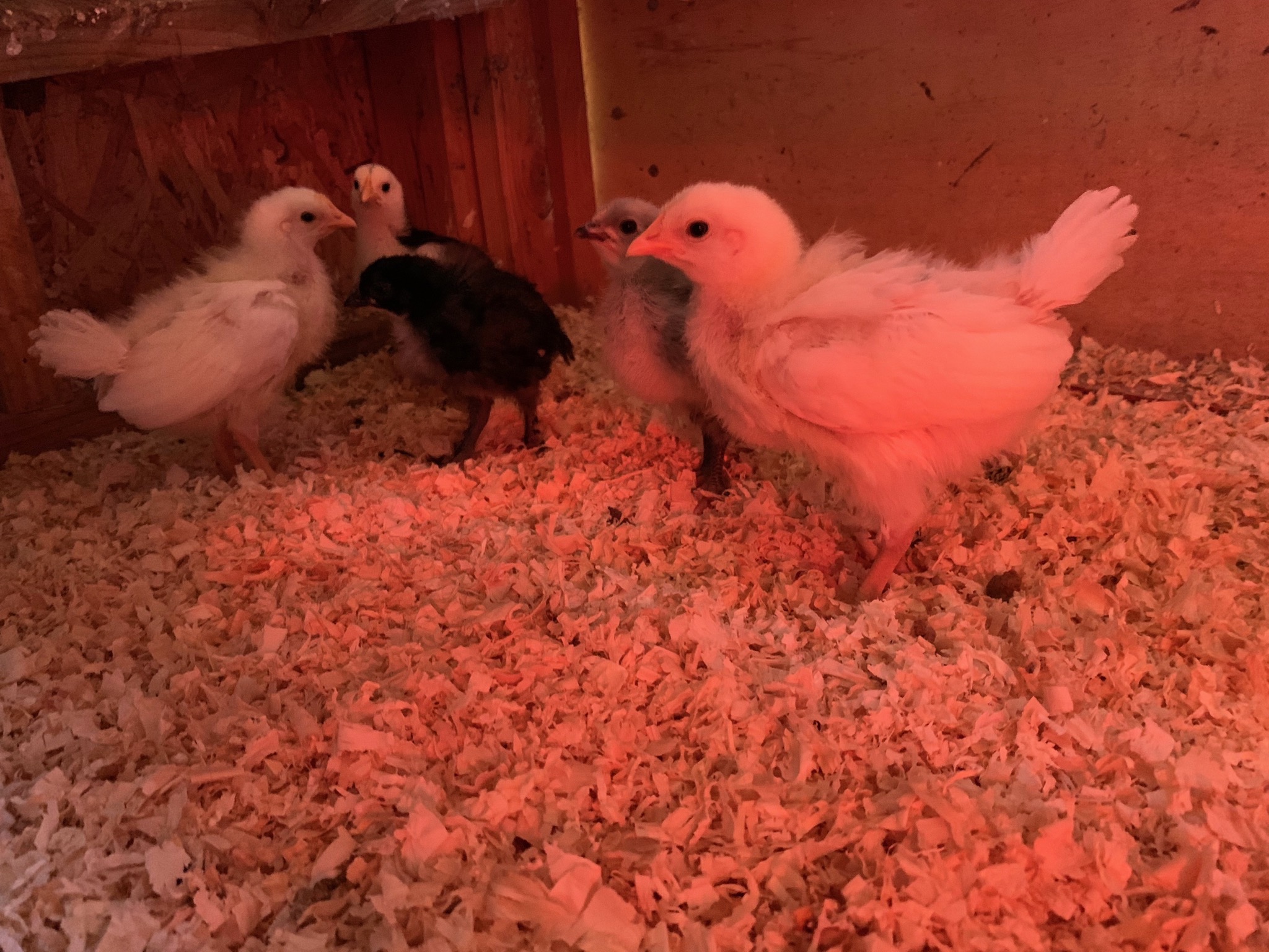 Chicks