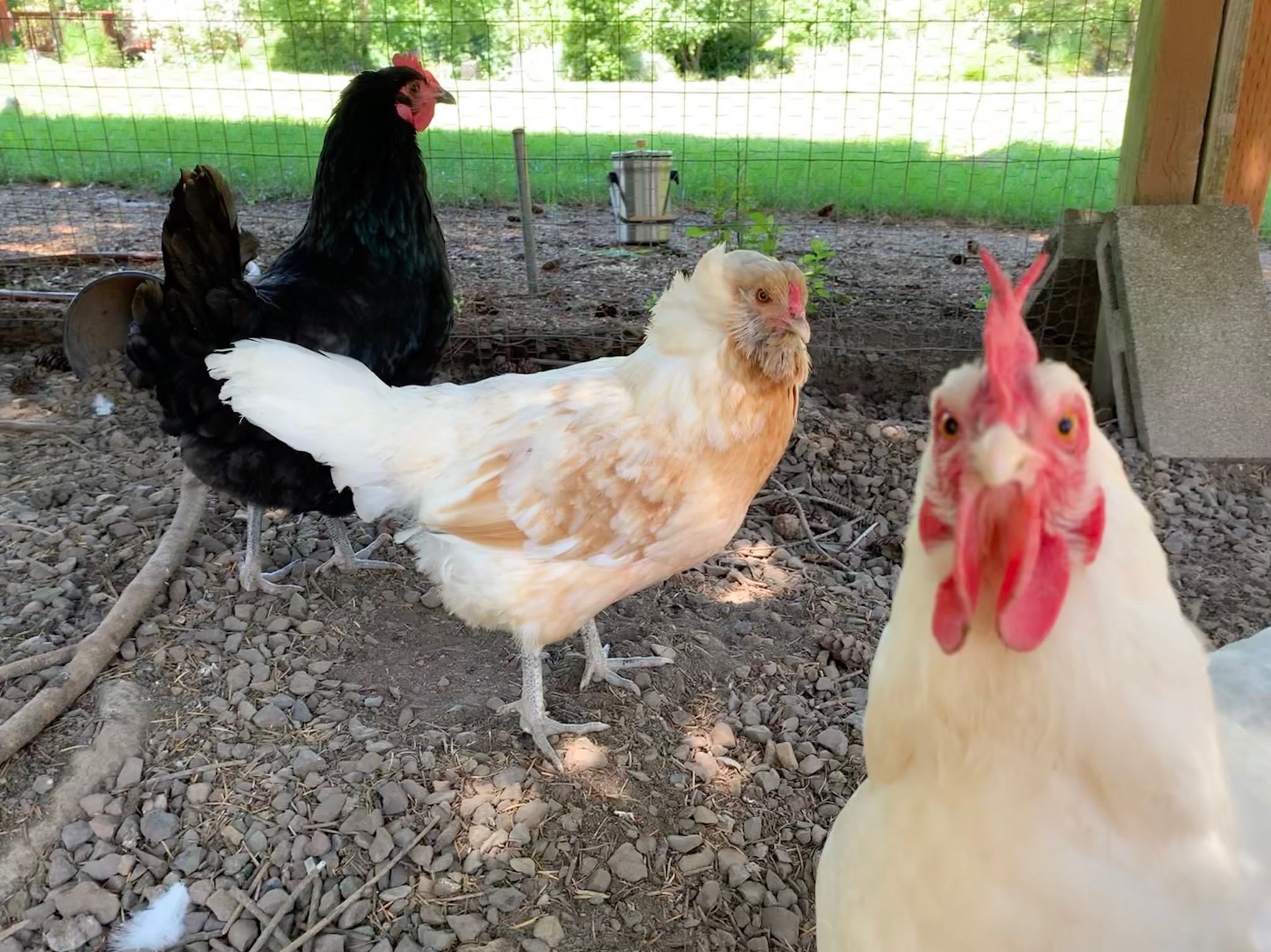 Chickens