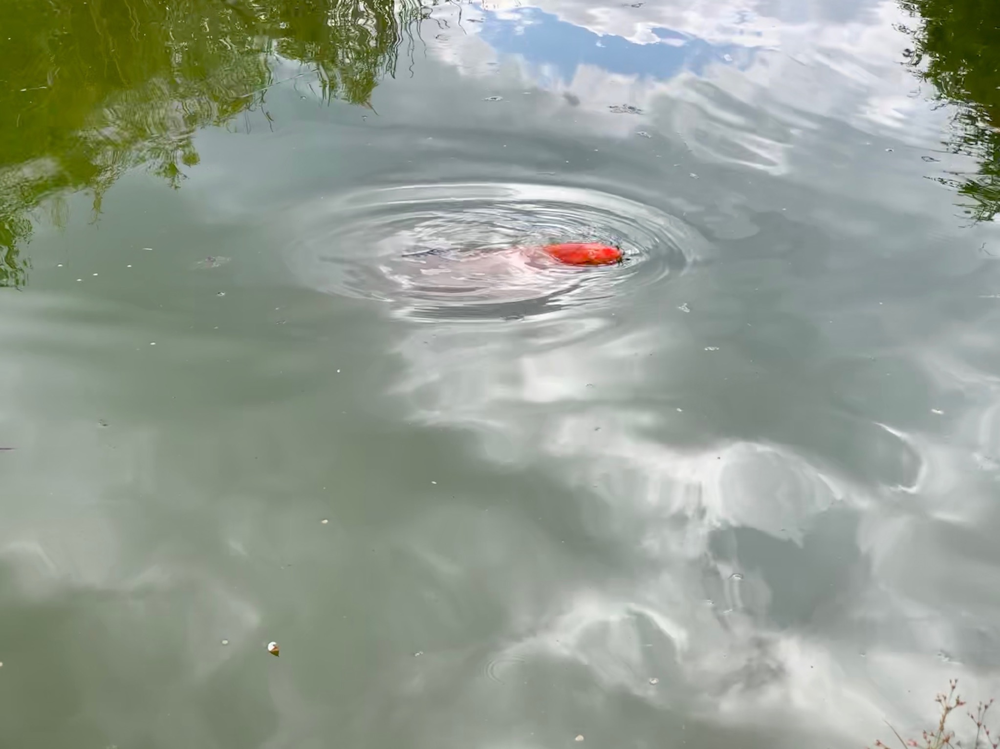 Koi in pond
