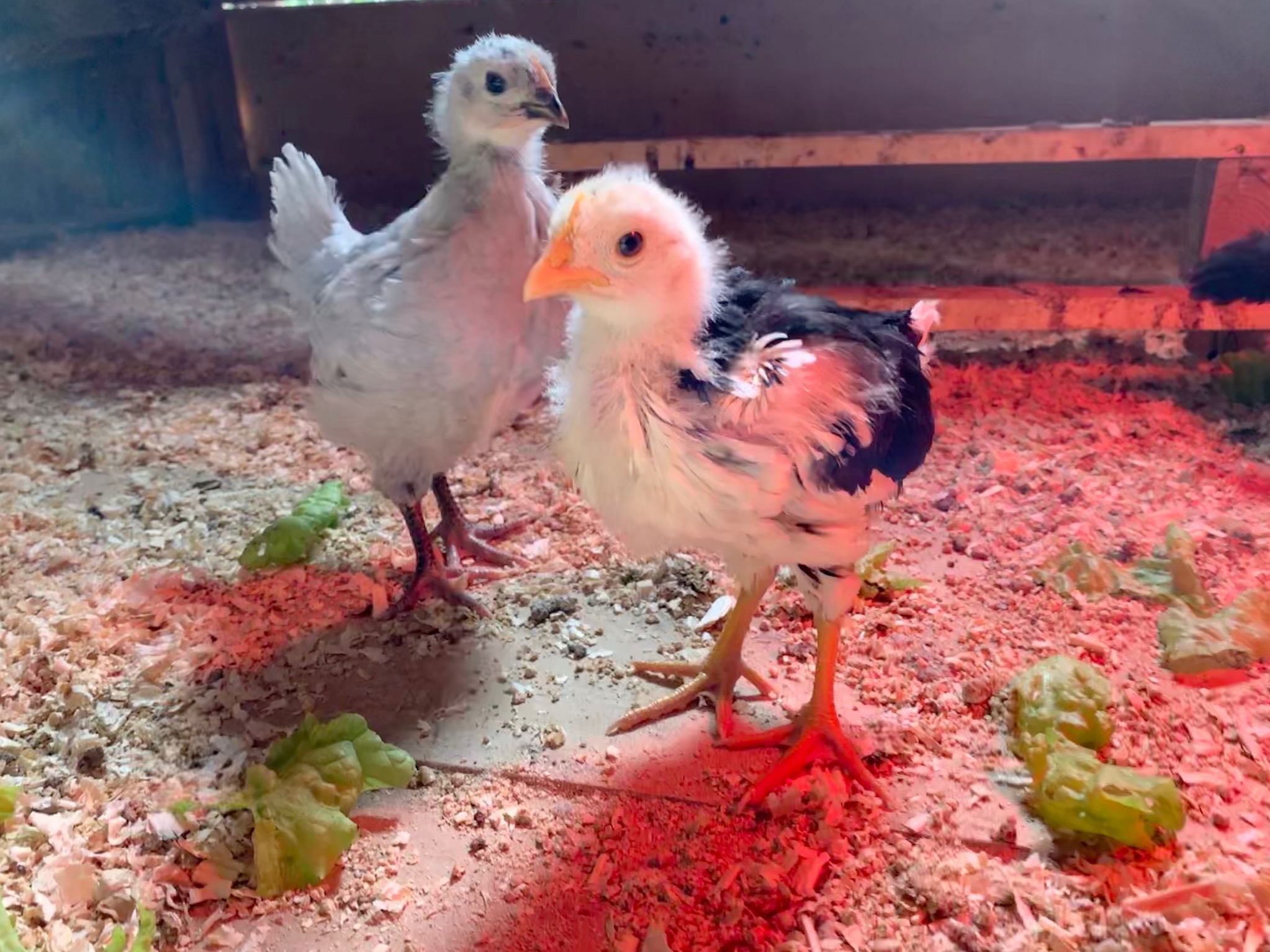 Chicks