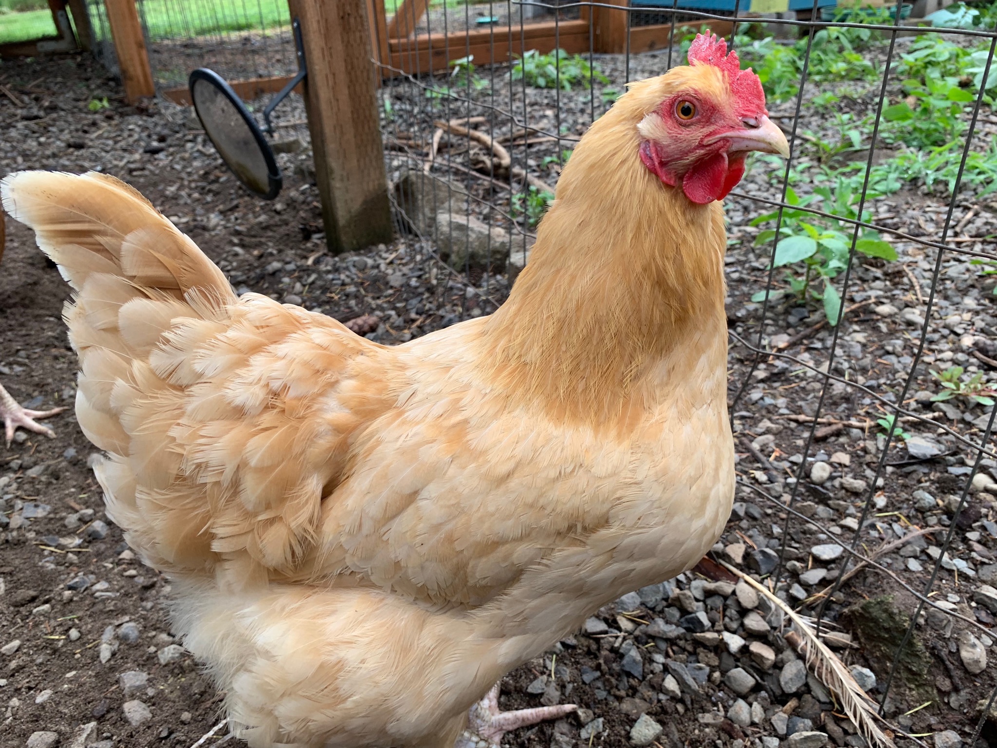 Chicken