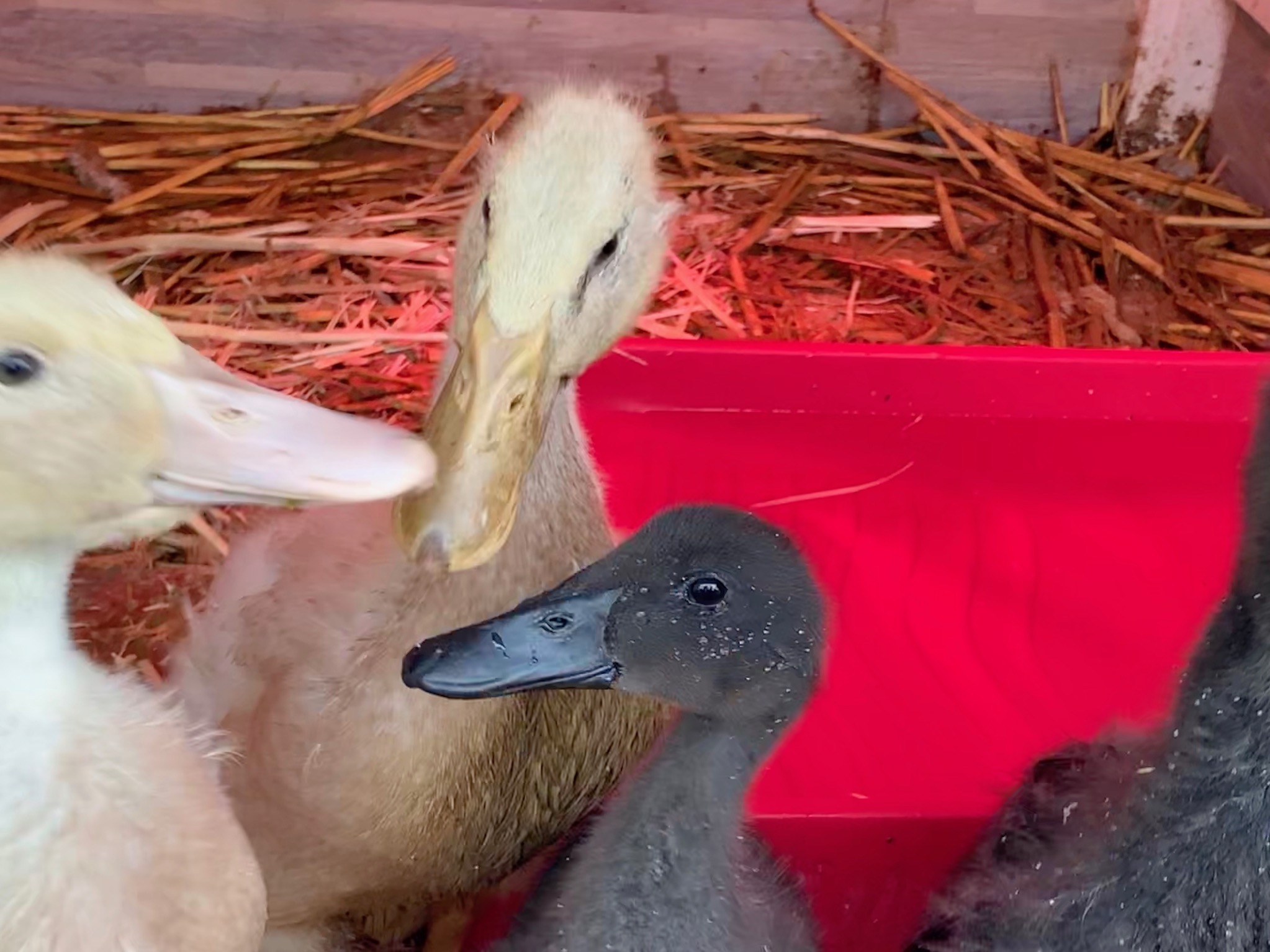 Ducklings