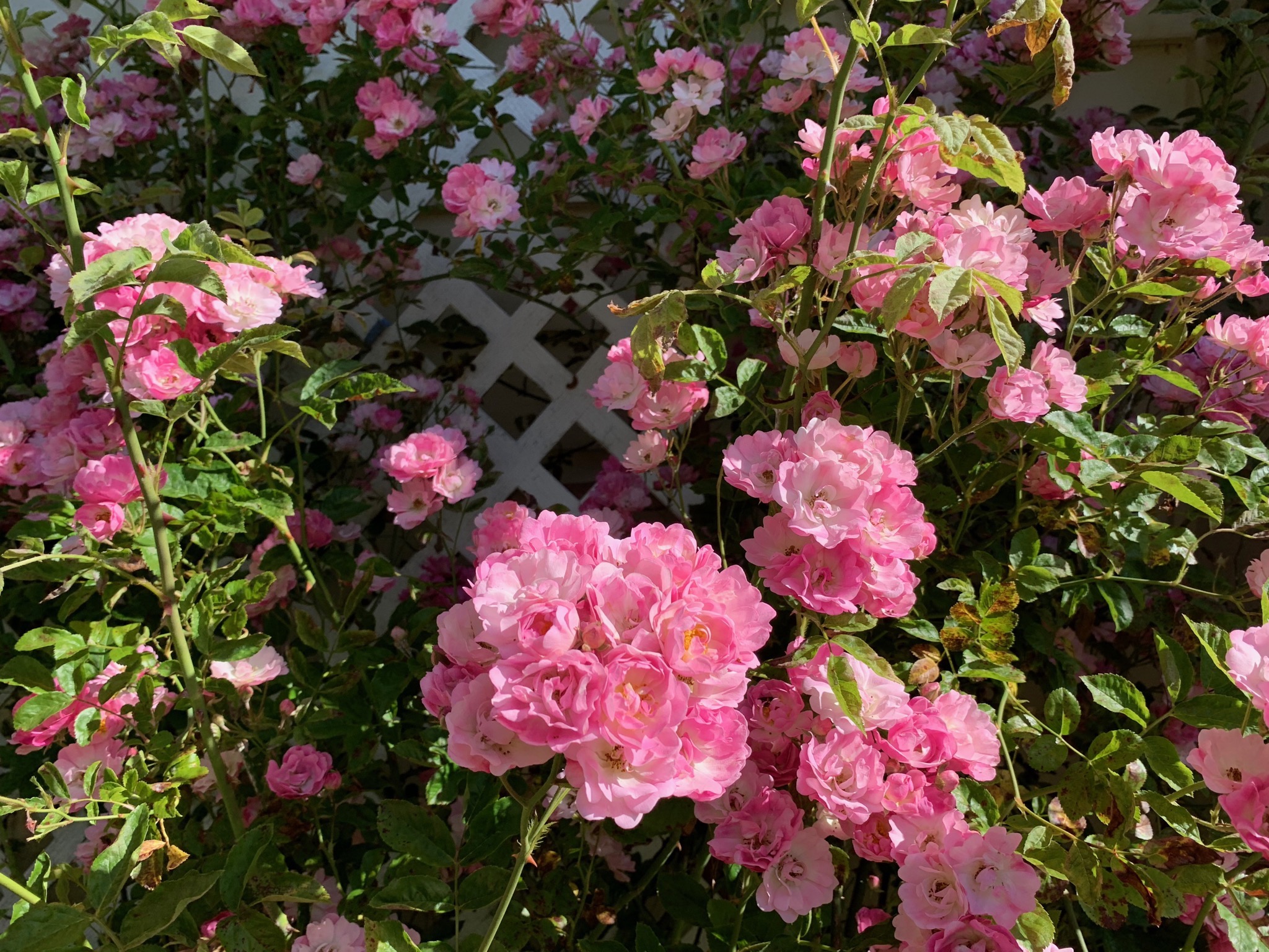 Climbing roses