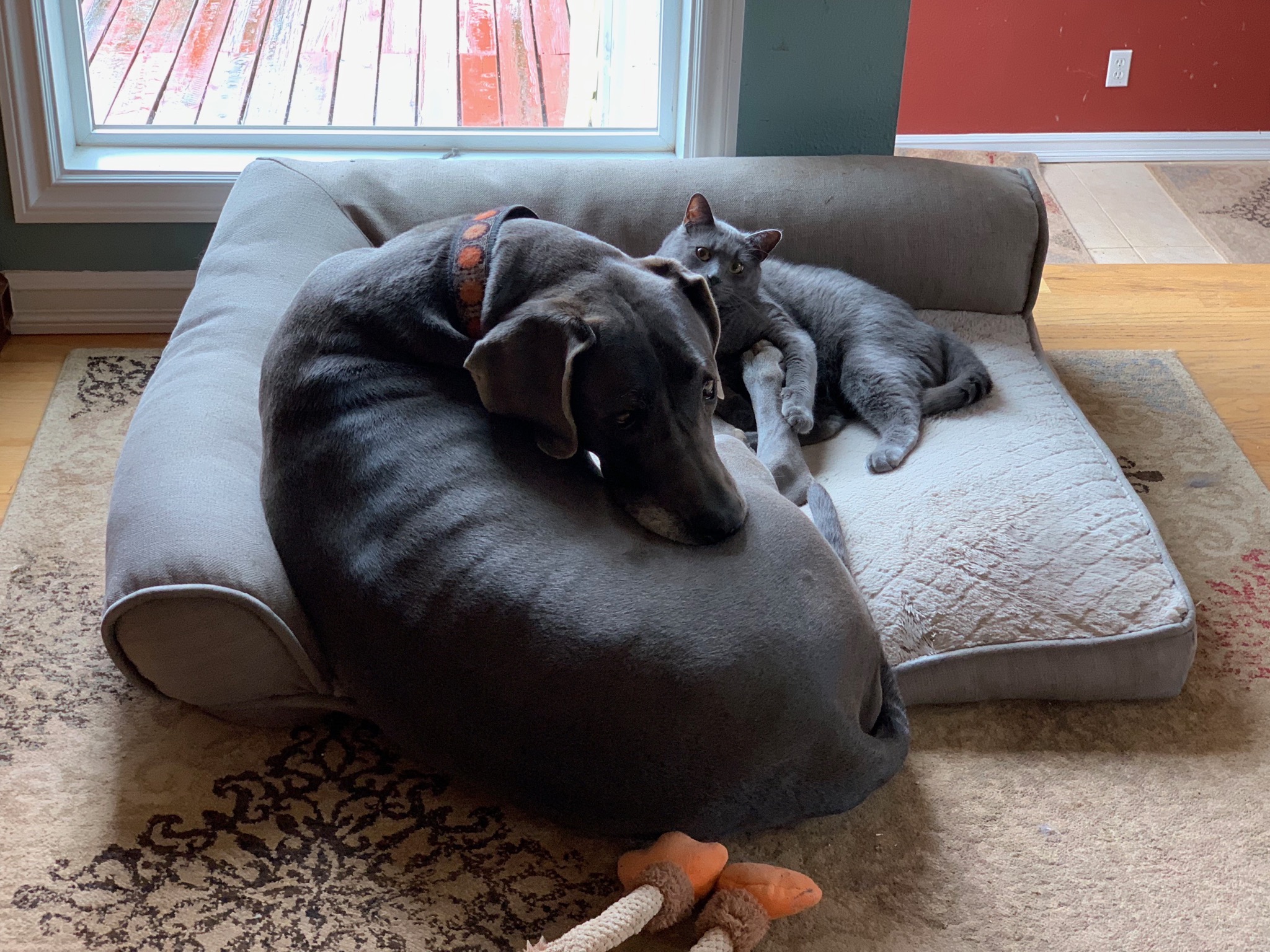 Rory & Paladin