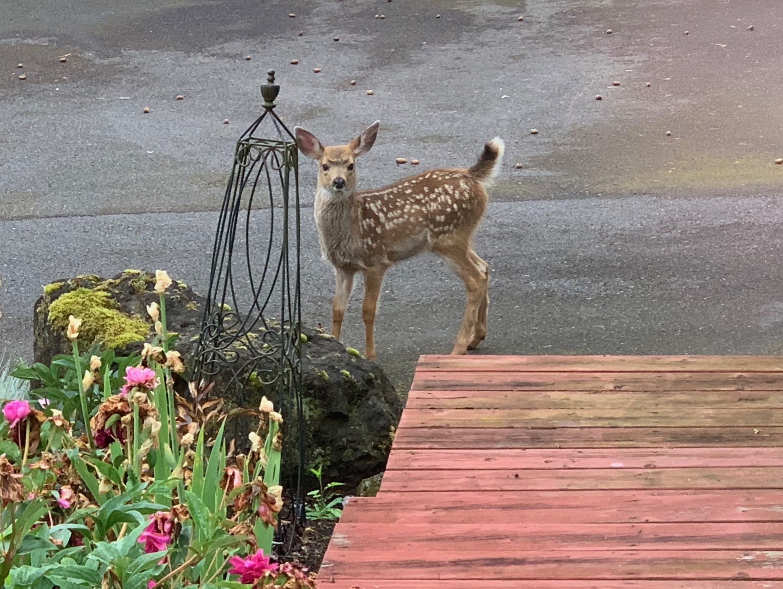 Fawn