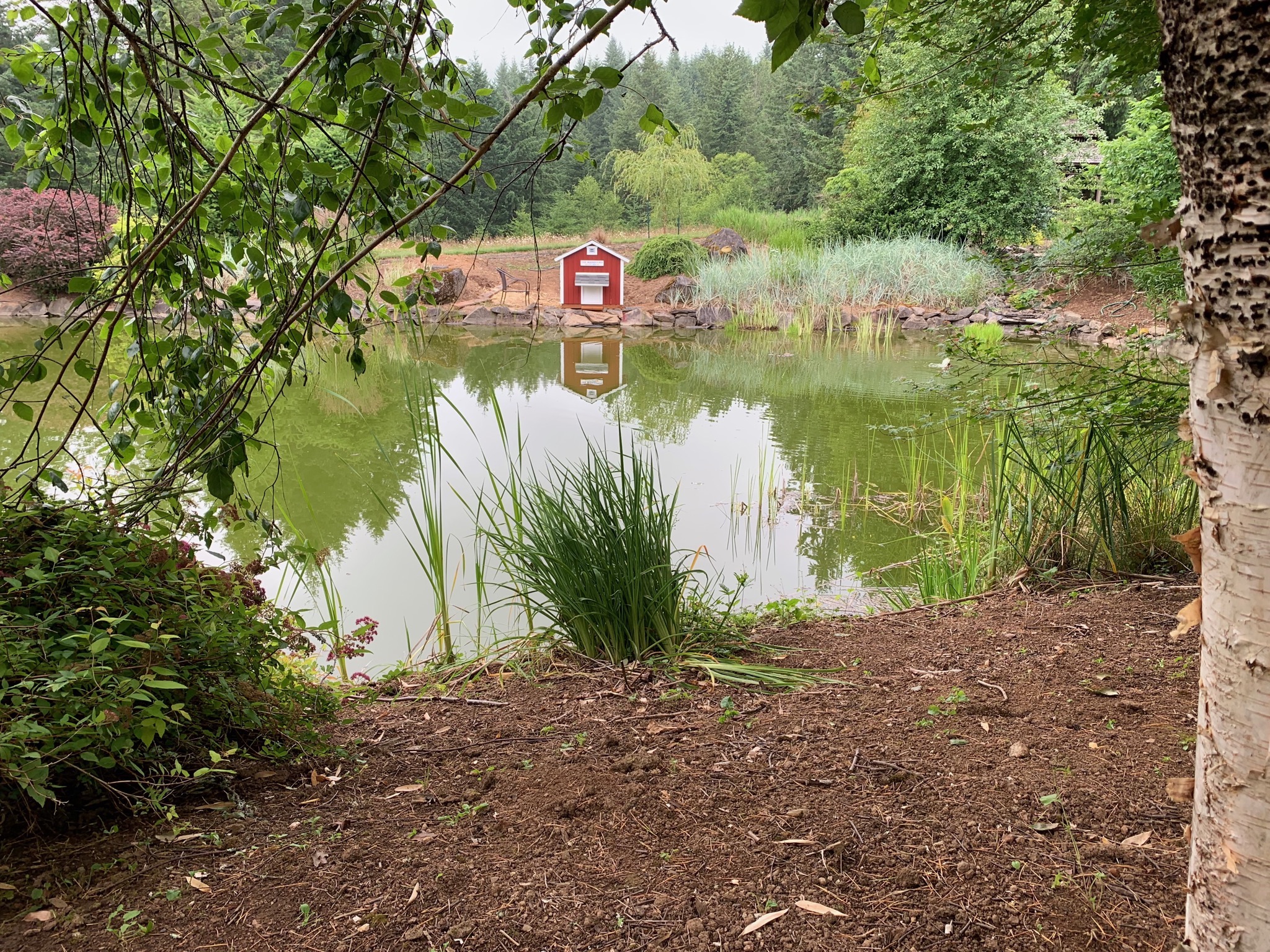Pond and duck house