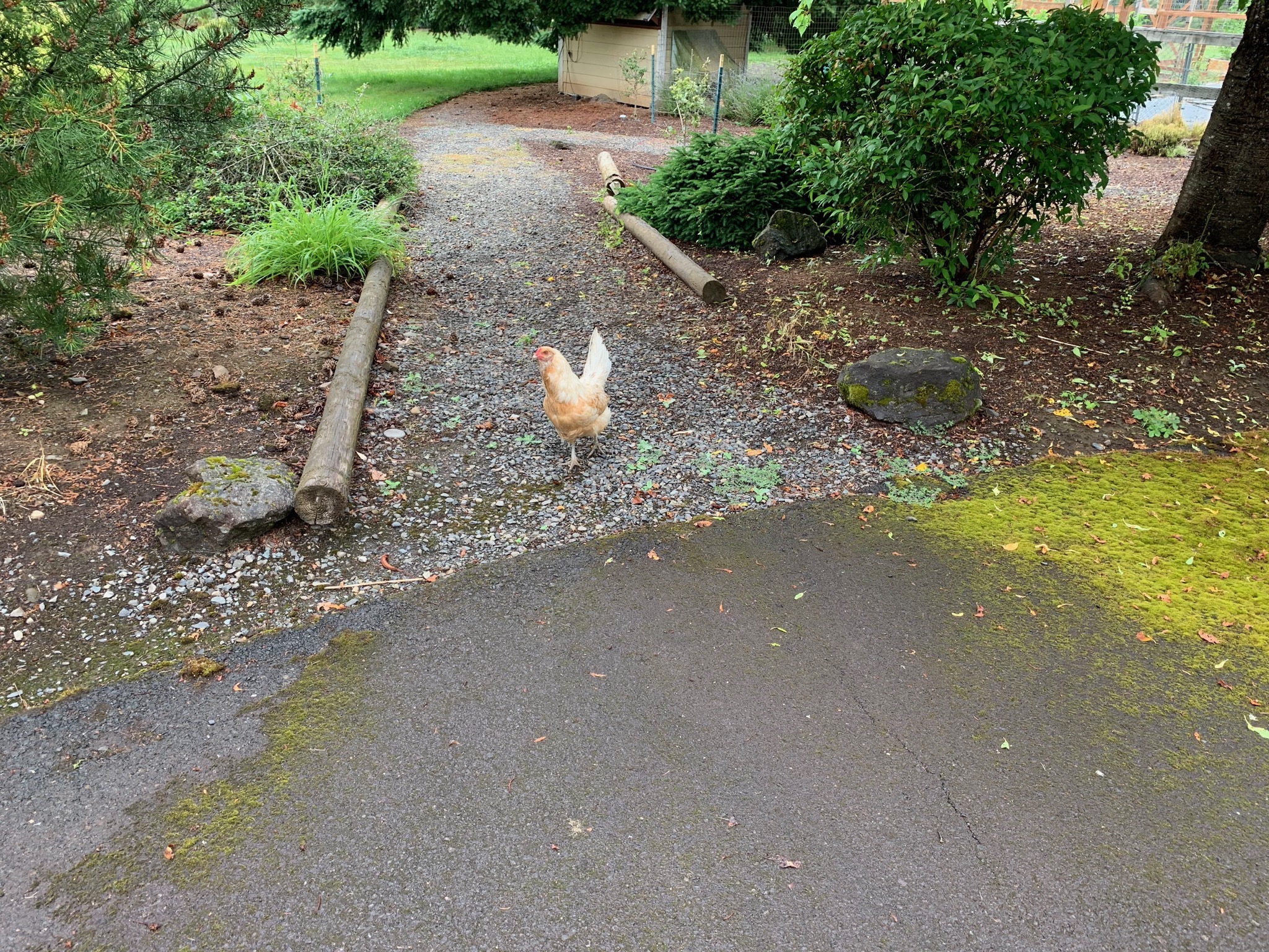 Escape chicken