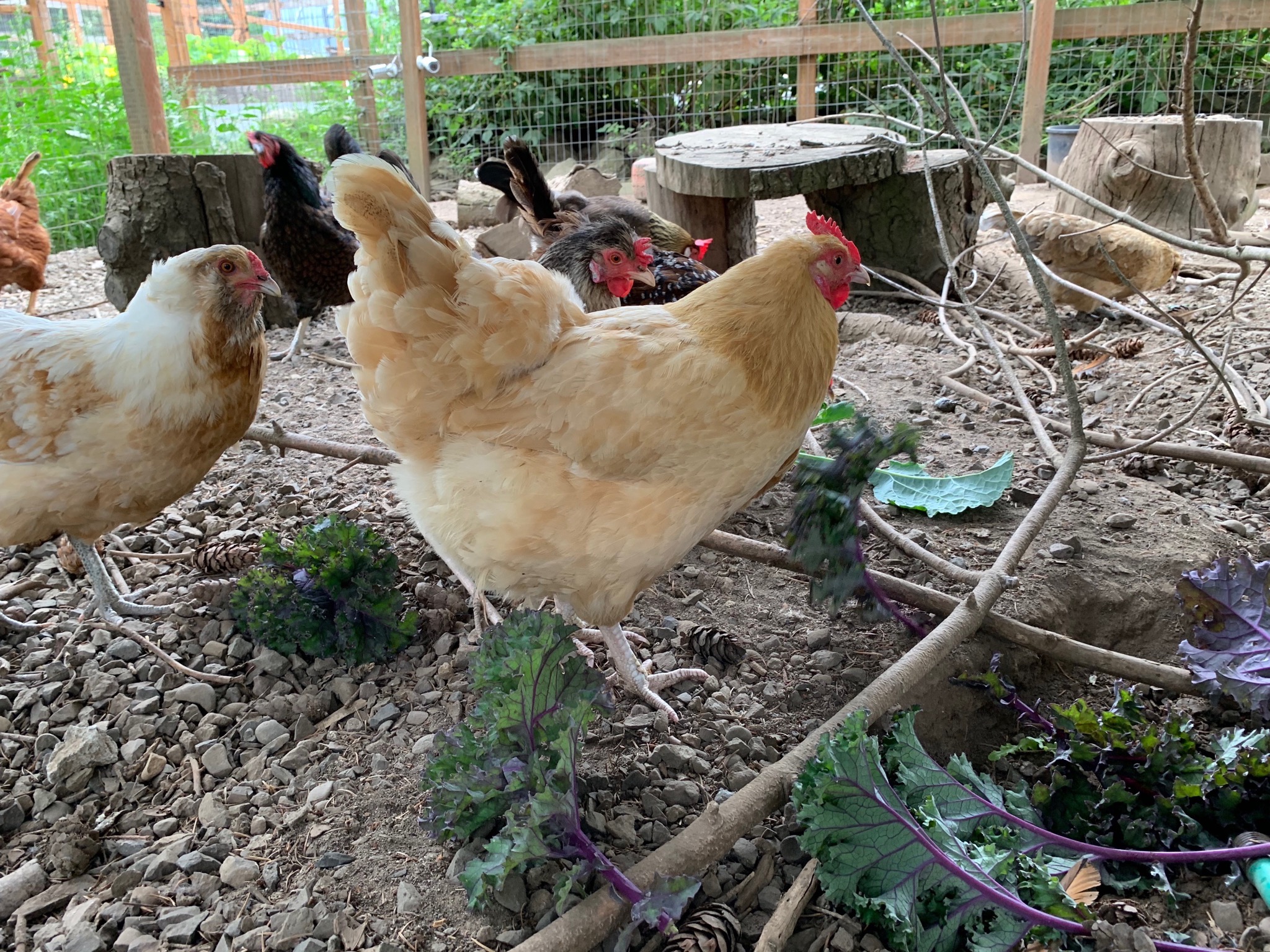 Chickens