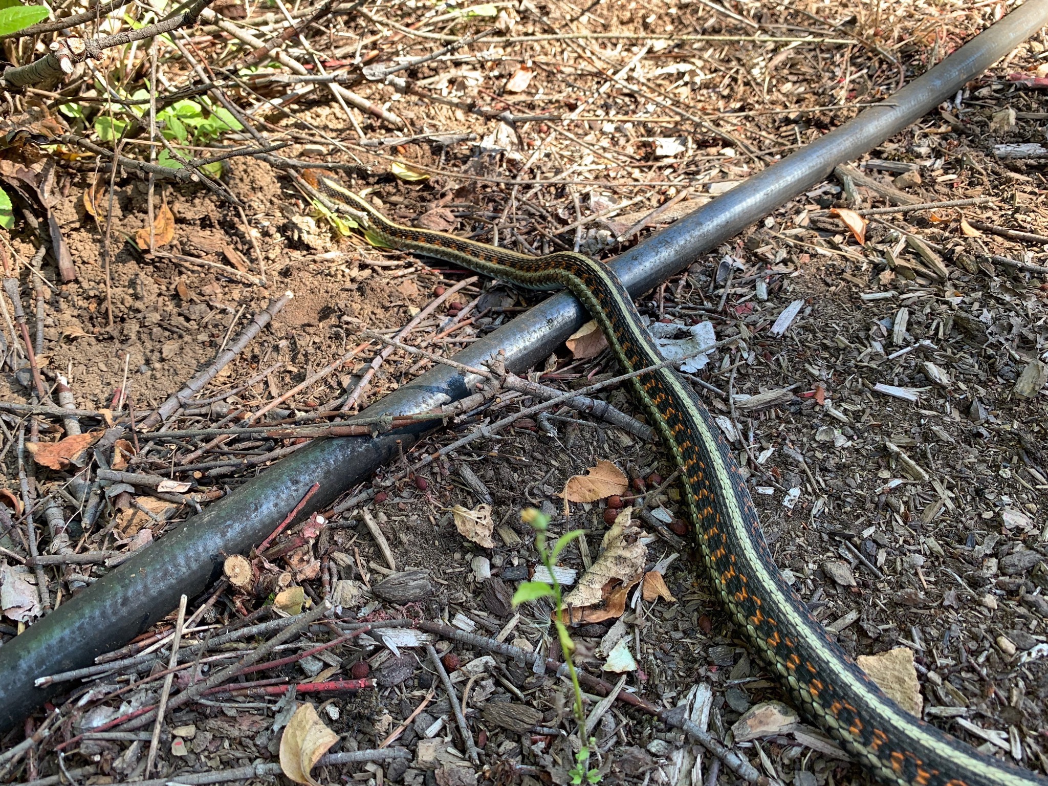 Snake