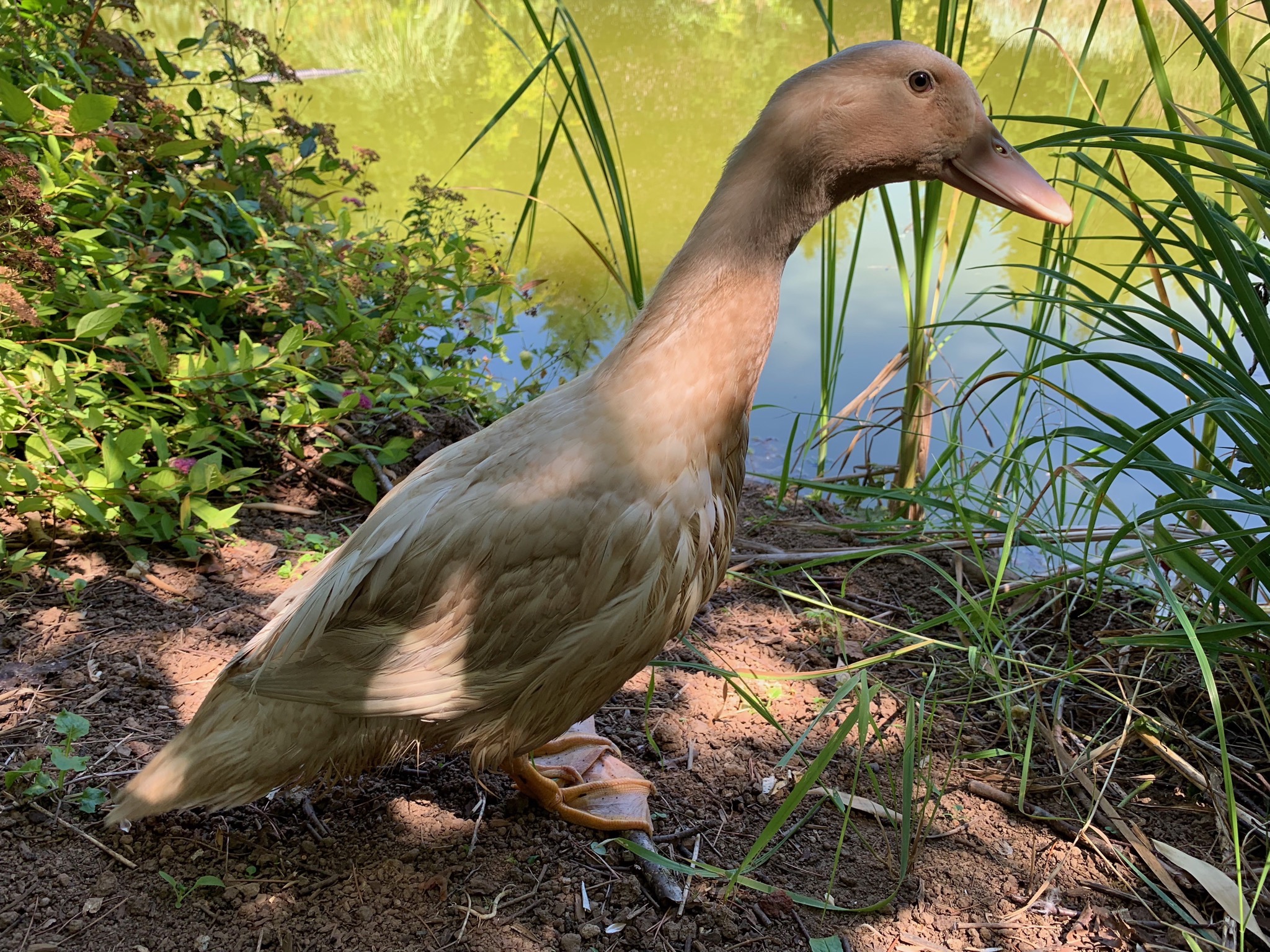 Duckling