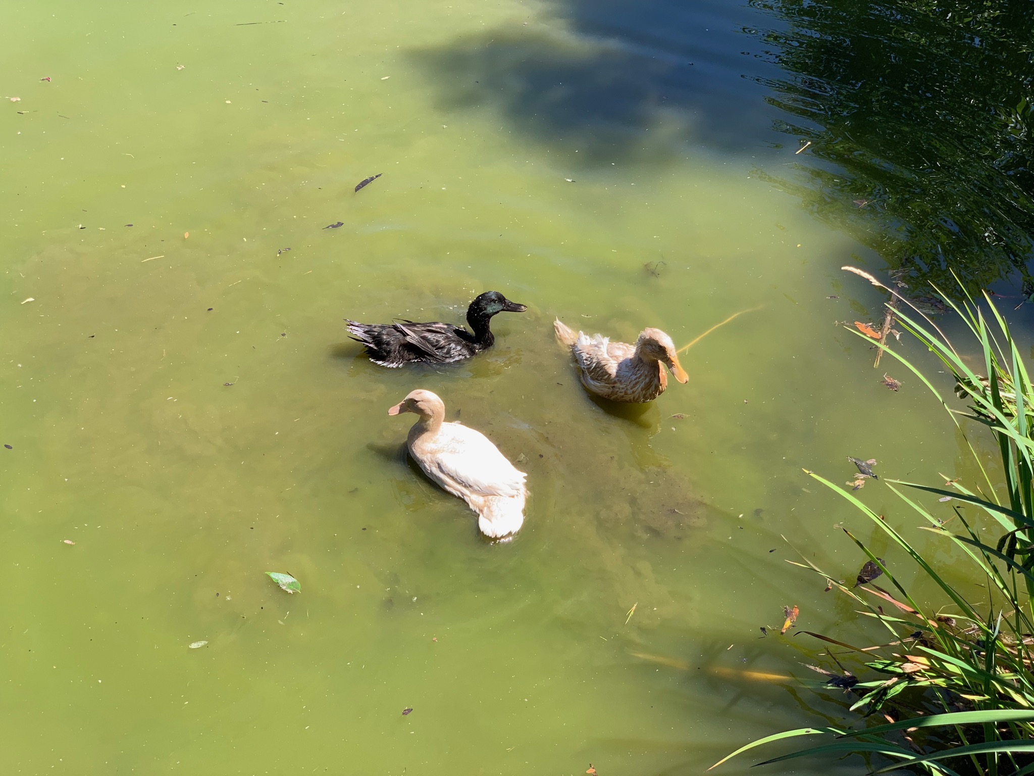 Ducklings in pond