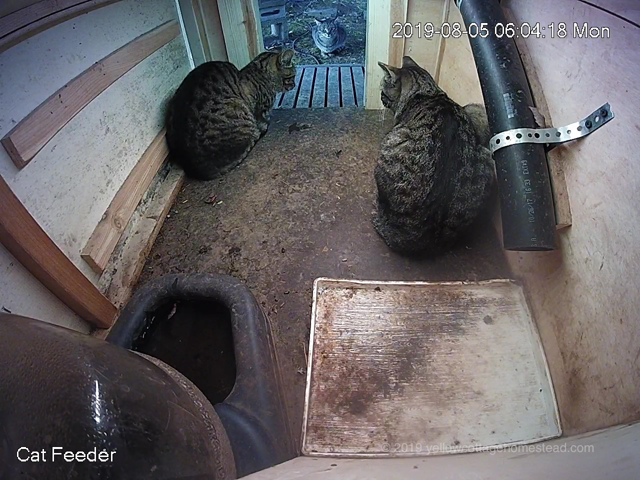 Cats waiting for breakfast