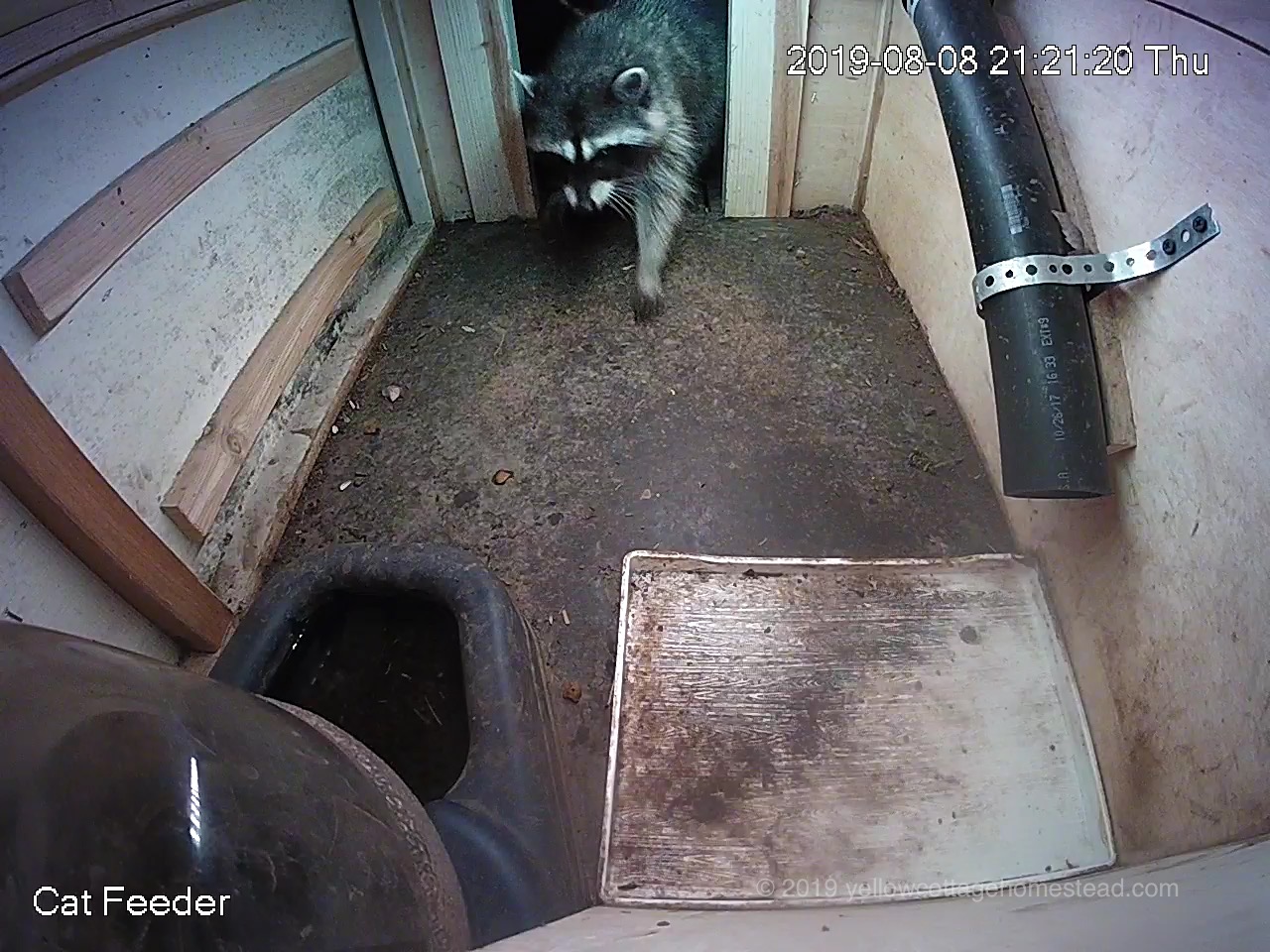 Raccoon