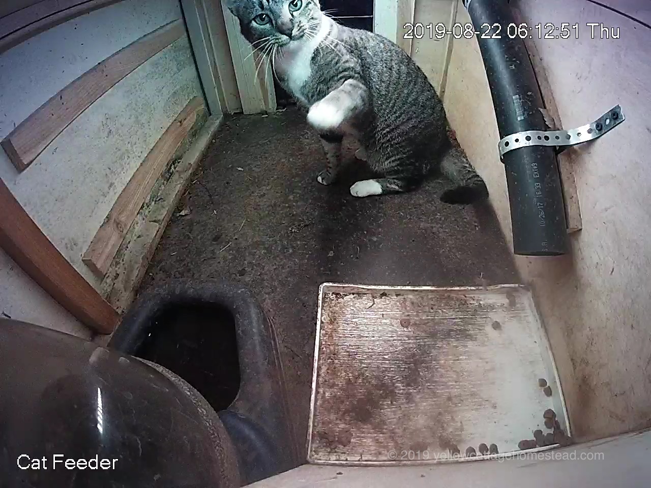 Cat chasing a bug