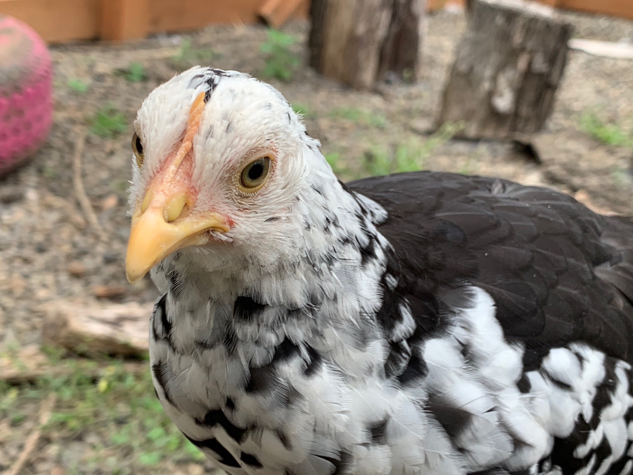 Chick