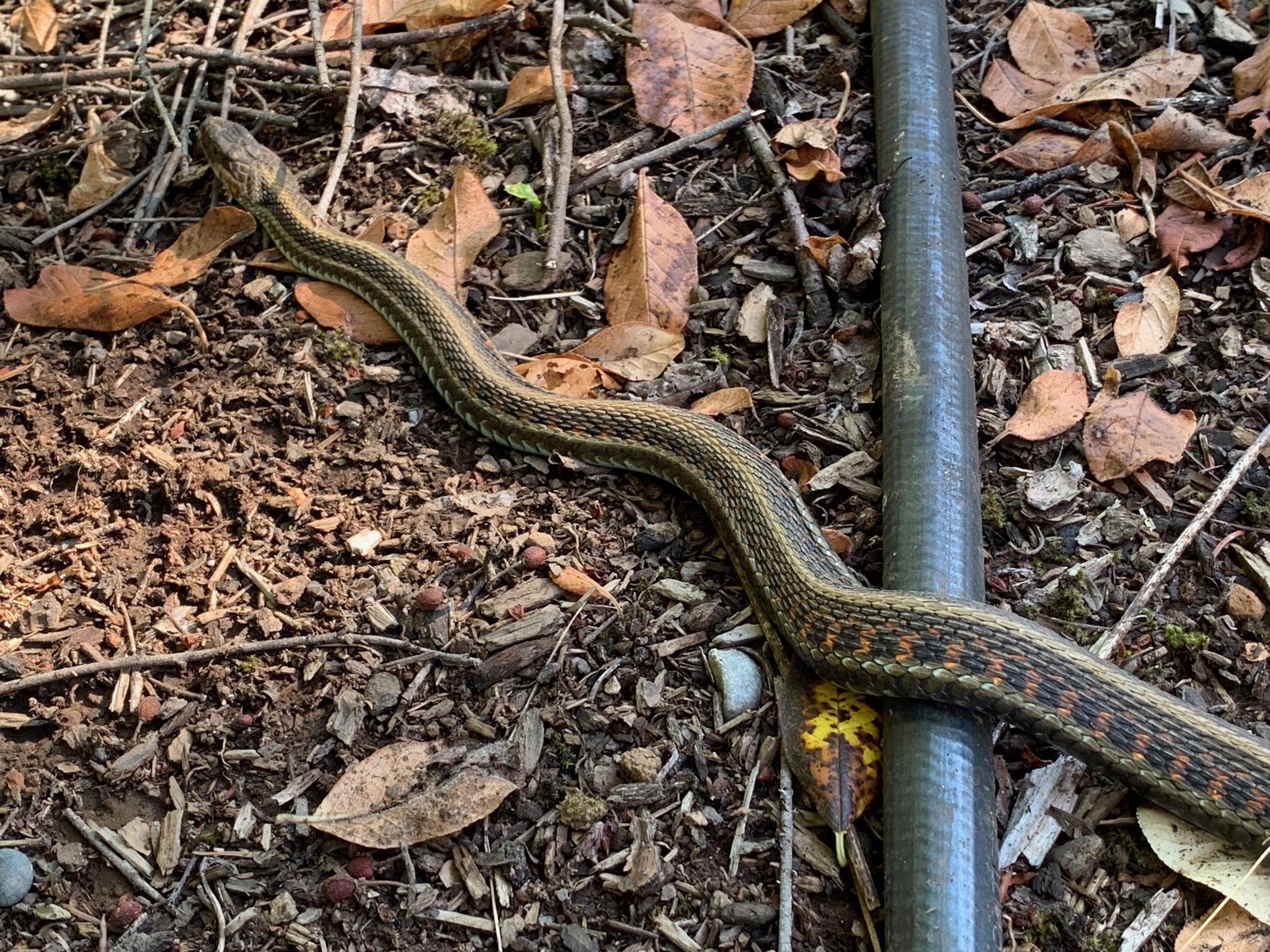 Snake