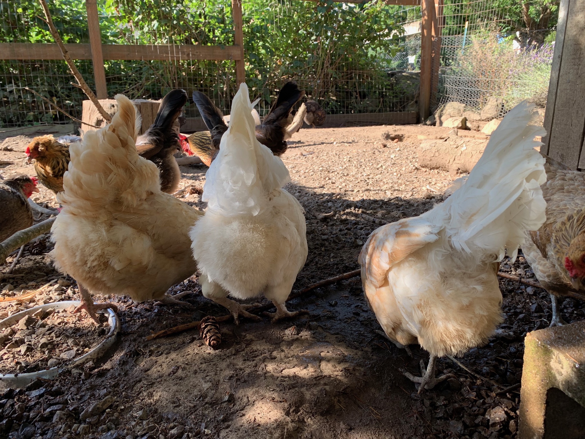 Chickens