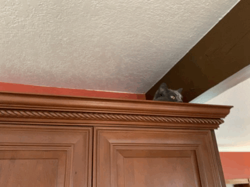 Cat GIF