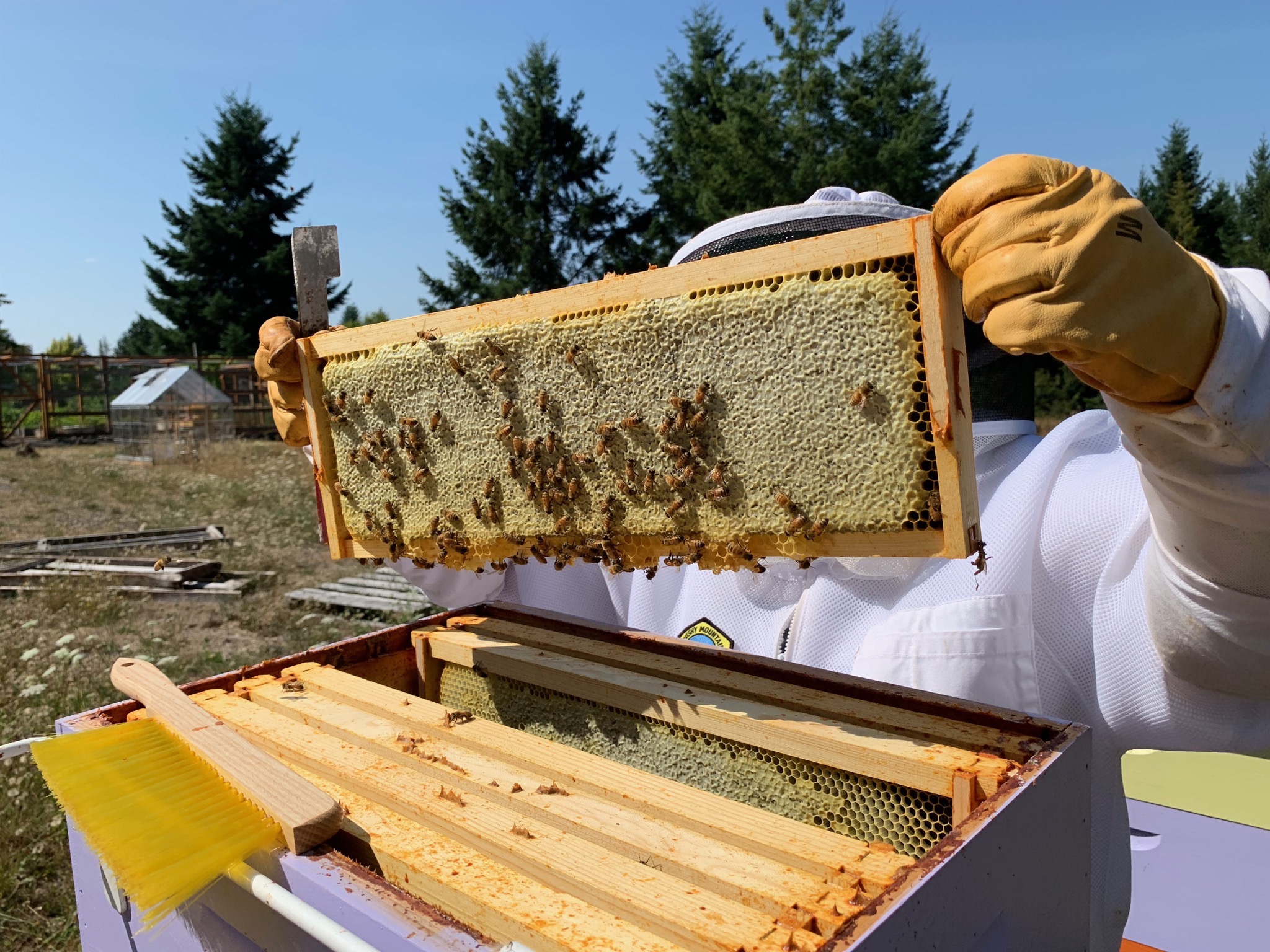 Frame of honey