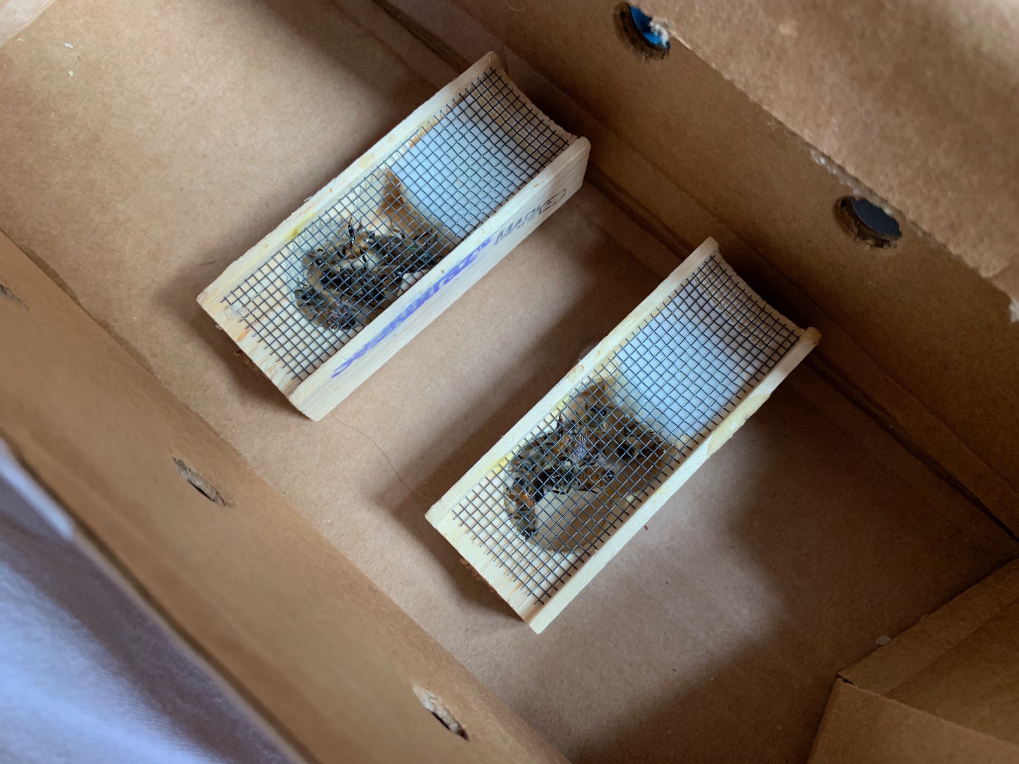 New queen bees