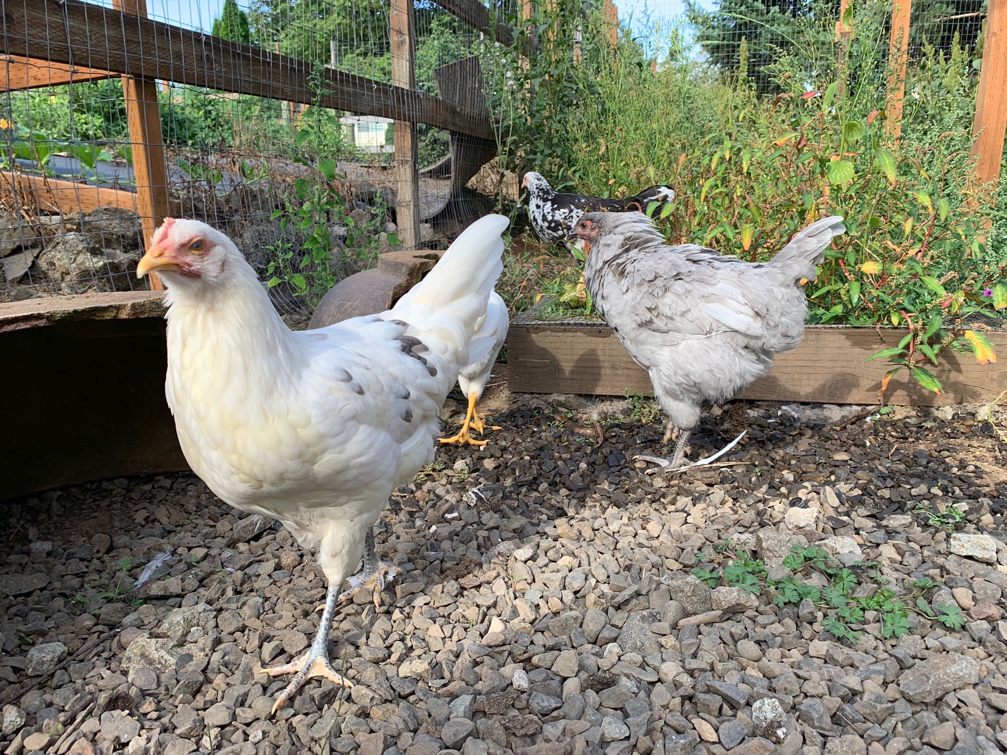 Chicks