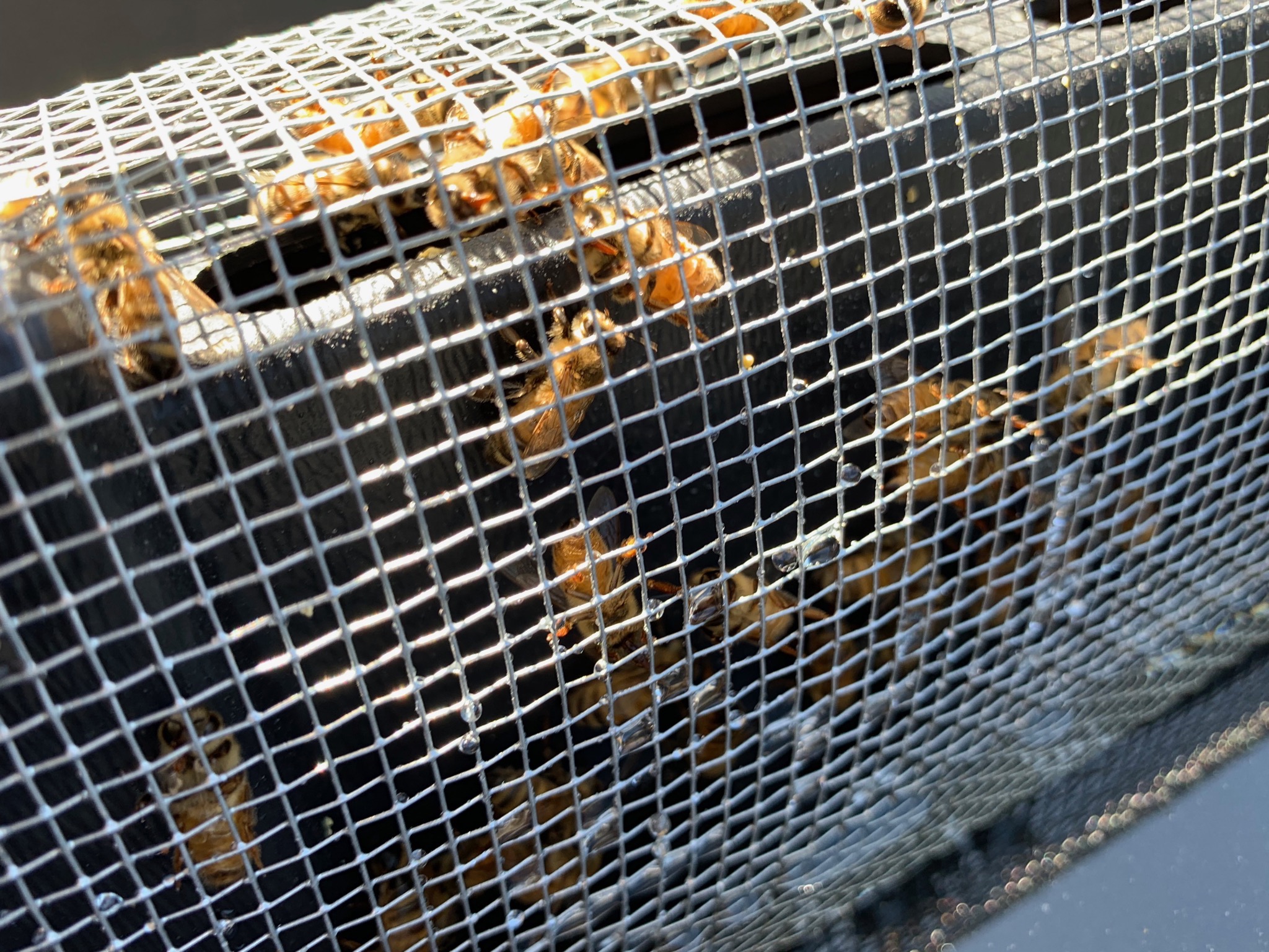 Bee tongues