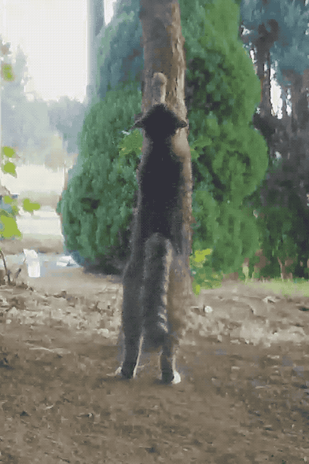Scratching tree