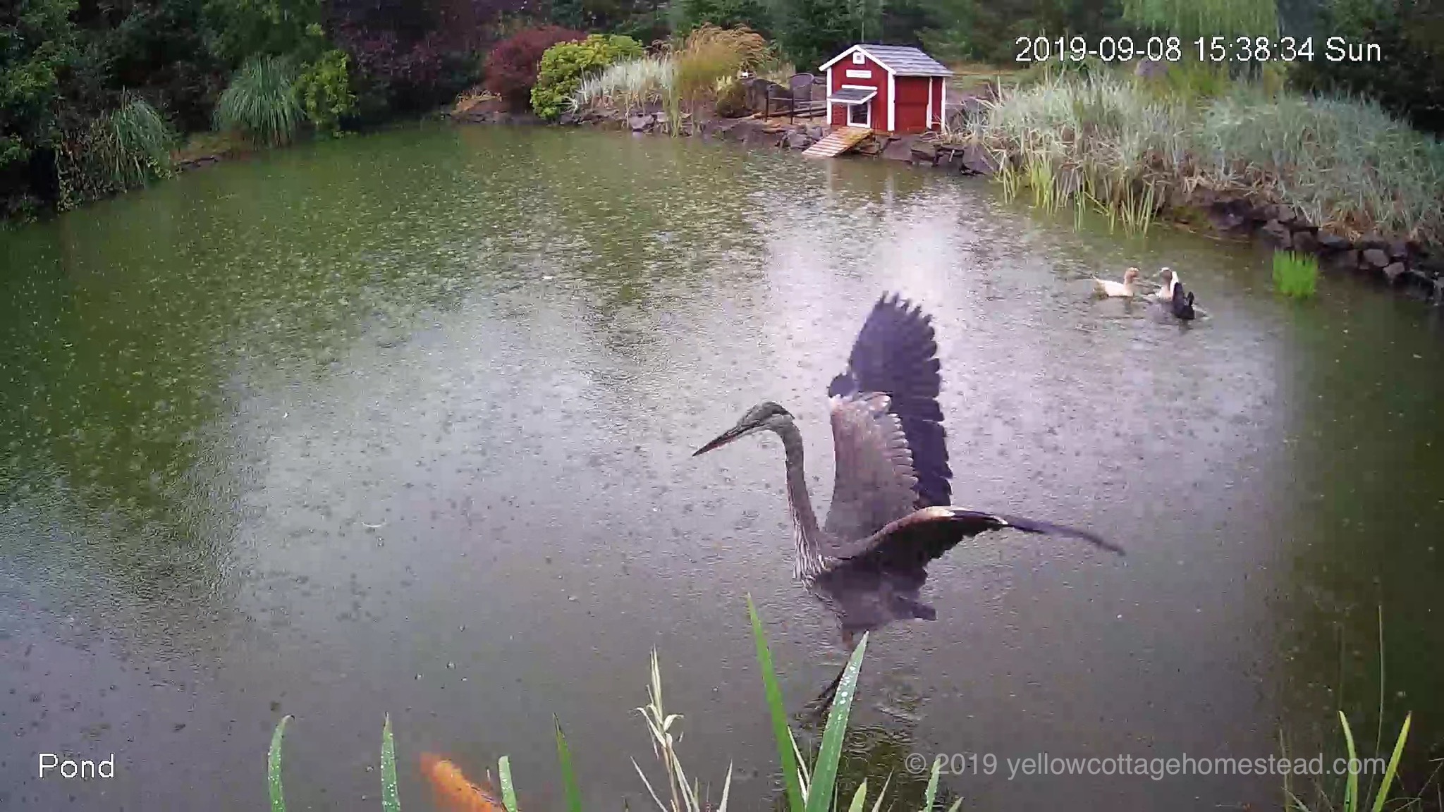 Heron startled by a koi