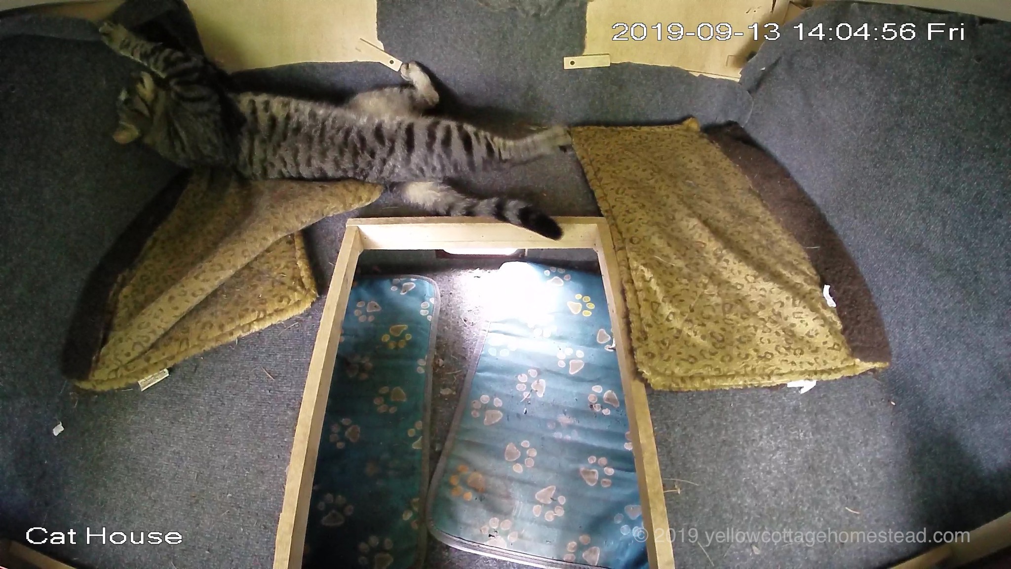 Cat having a moment