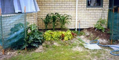 Veggie garden