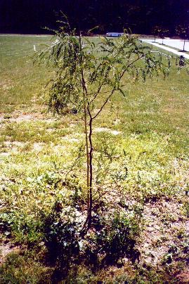 'George' tree