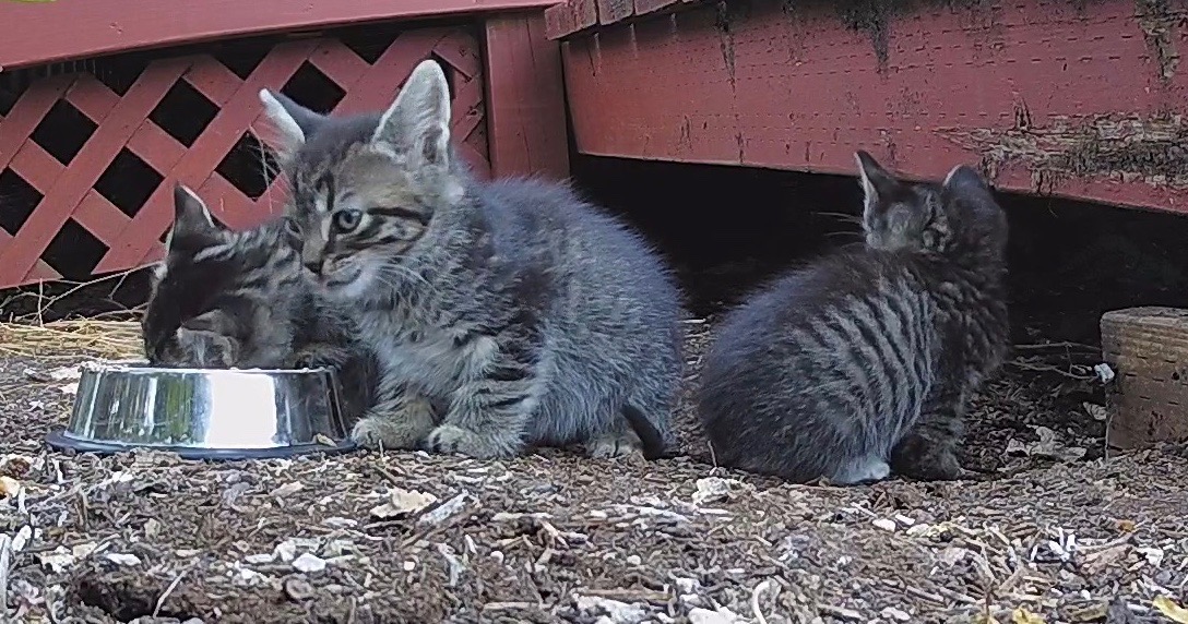 Kittens