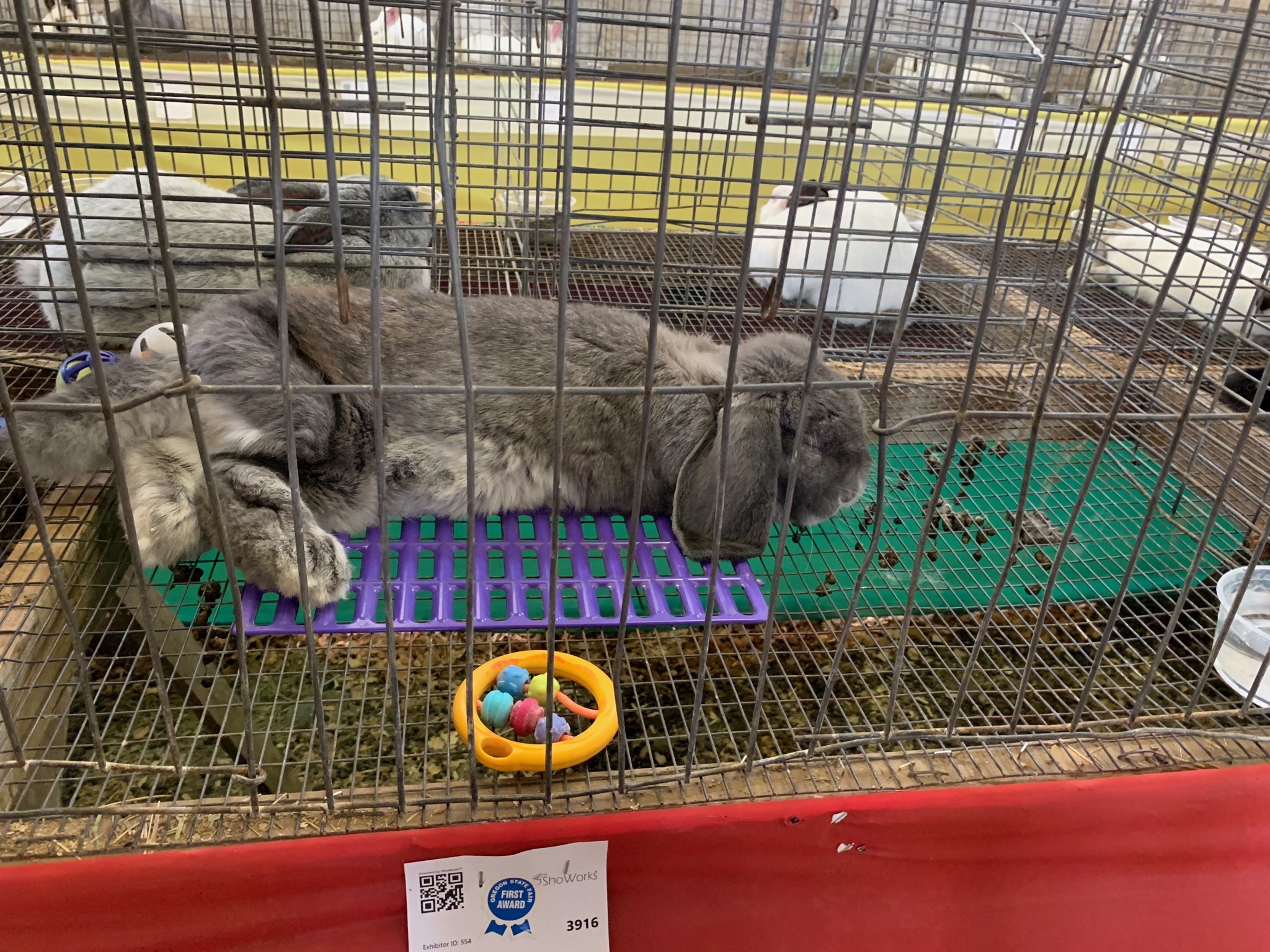 Rabbit