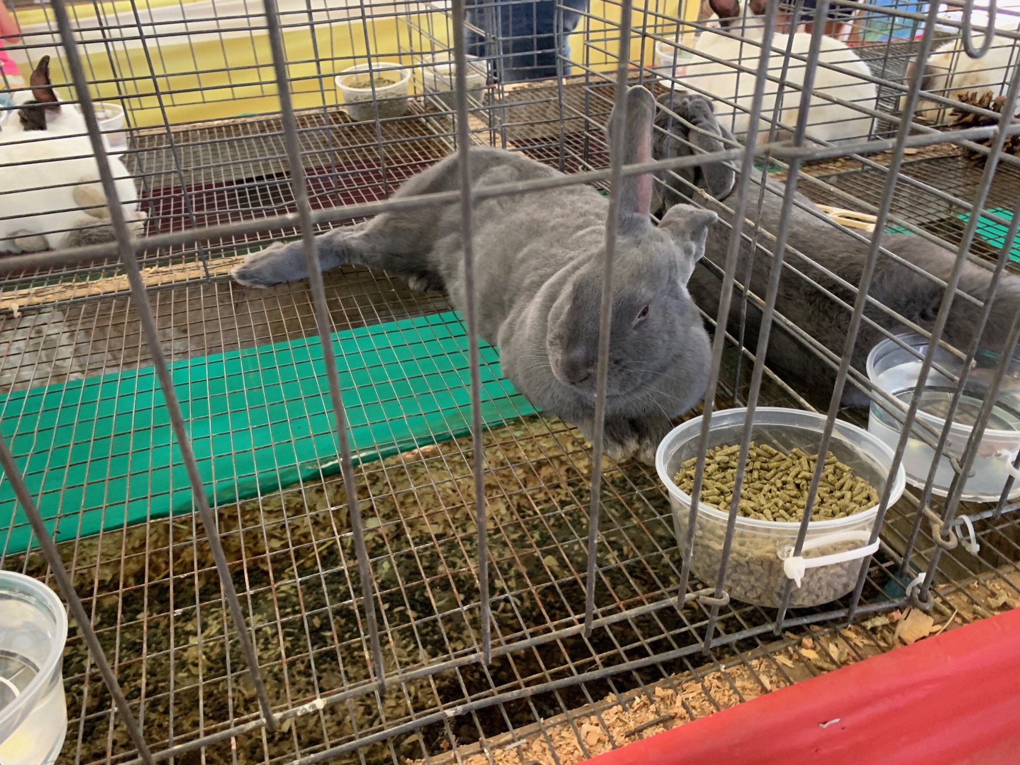 New Zealand blue rabbit