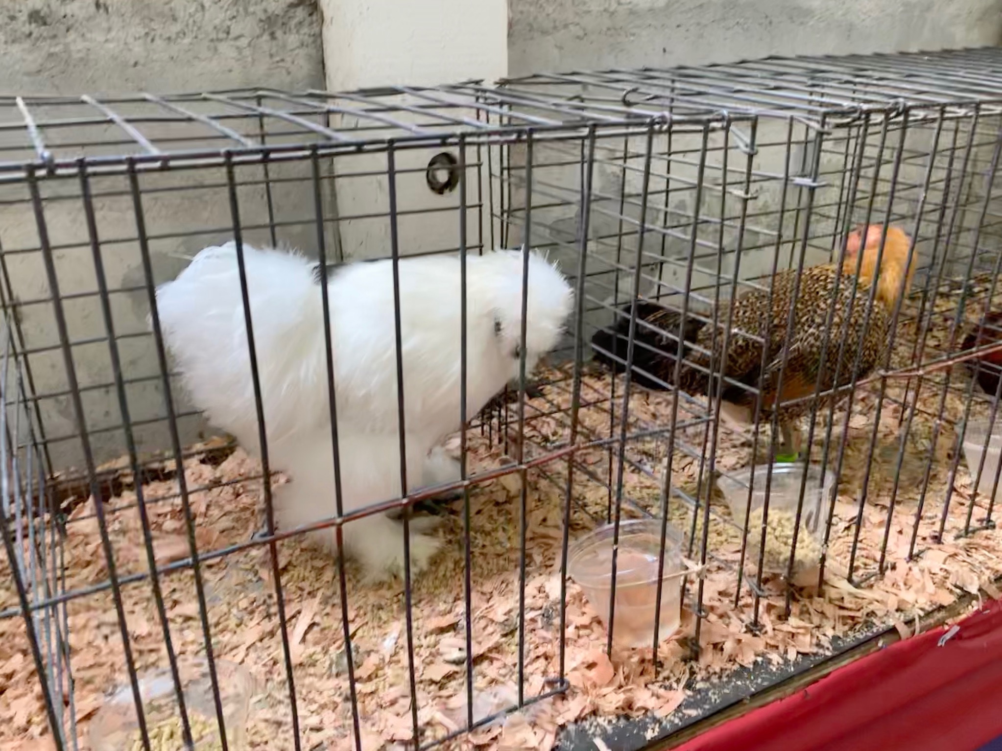 Silkie chicken