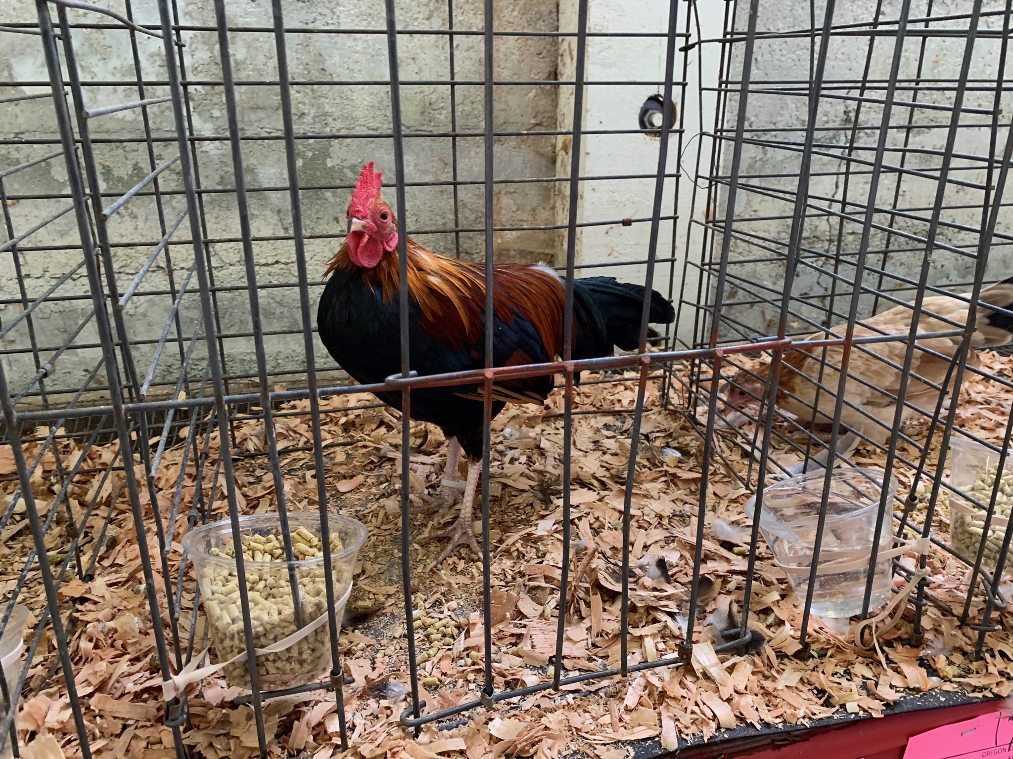 Chickens
