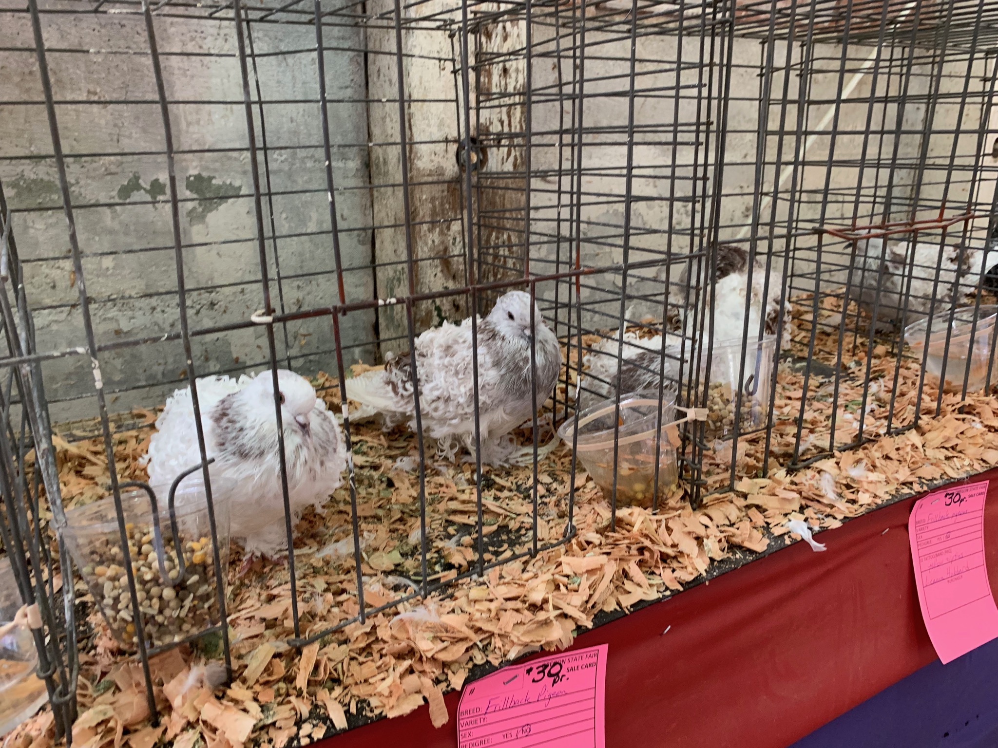 Frilly pigeons