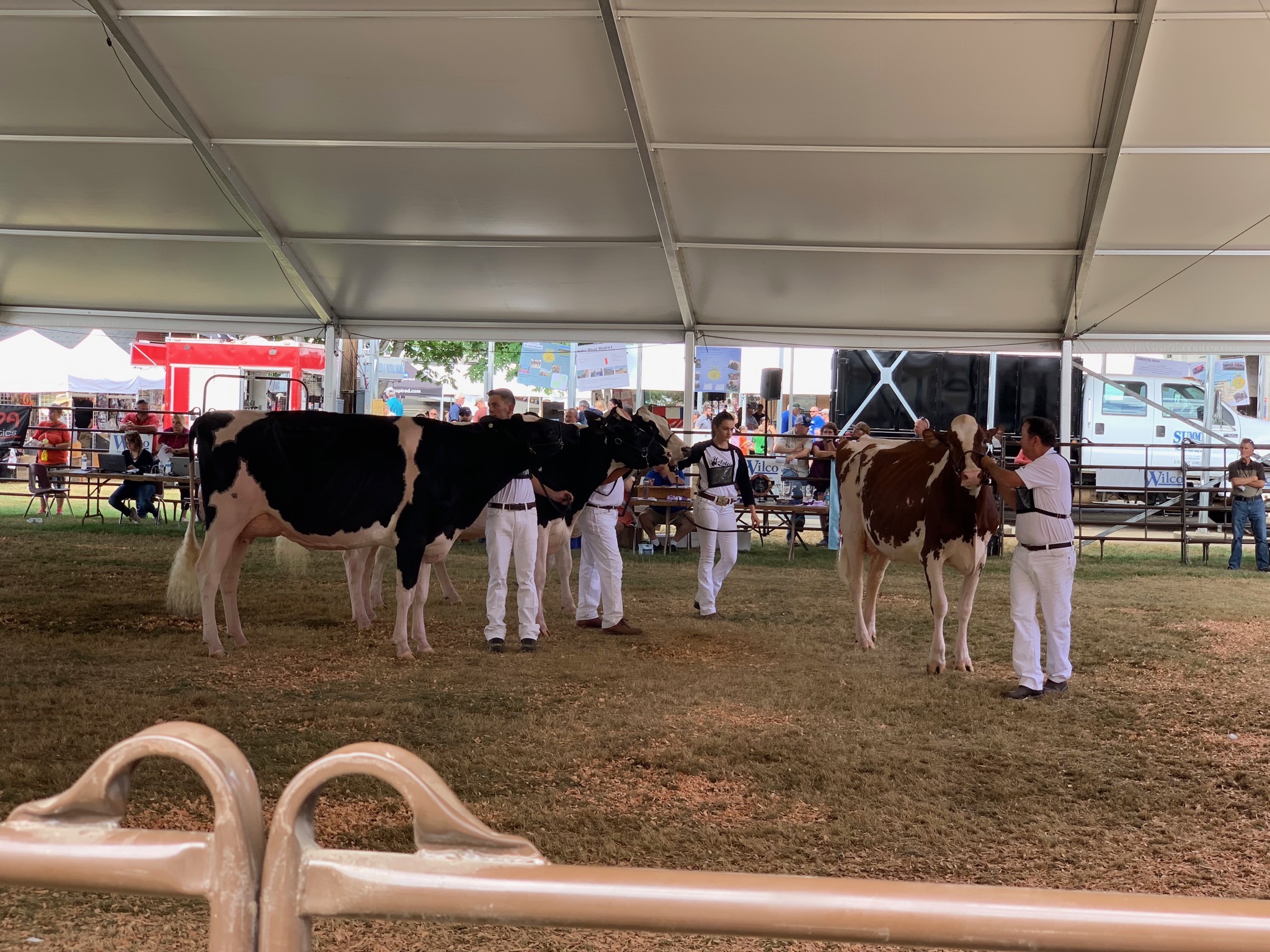 Cows