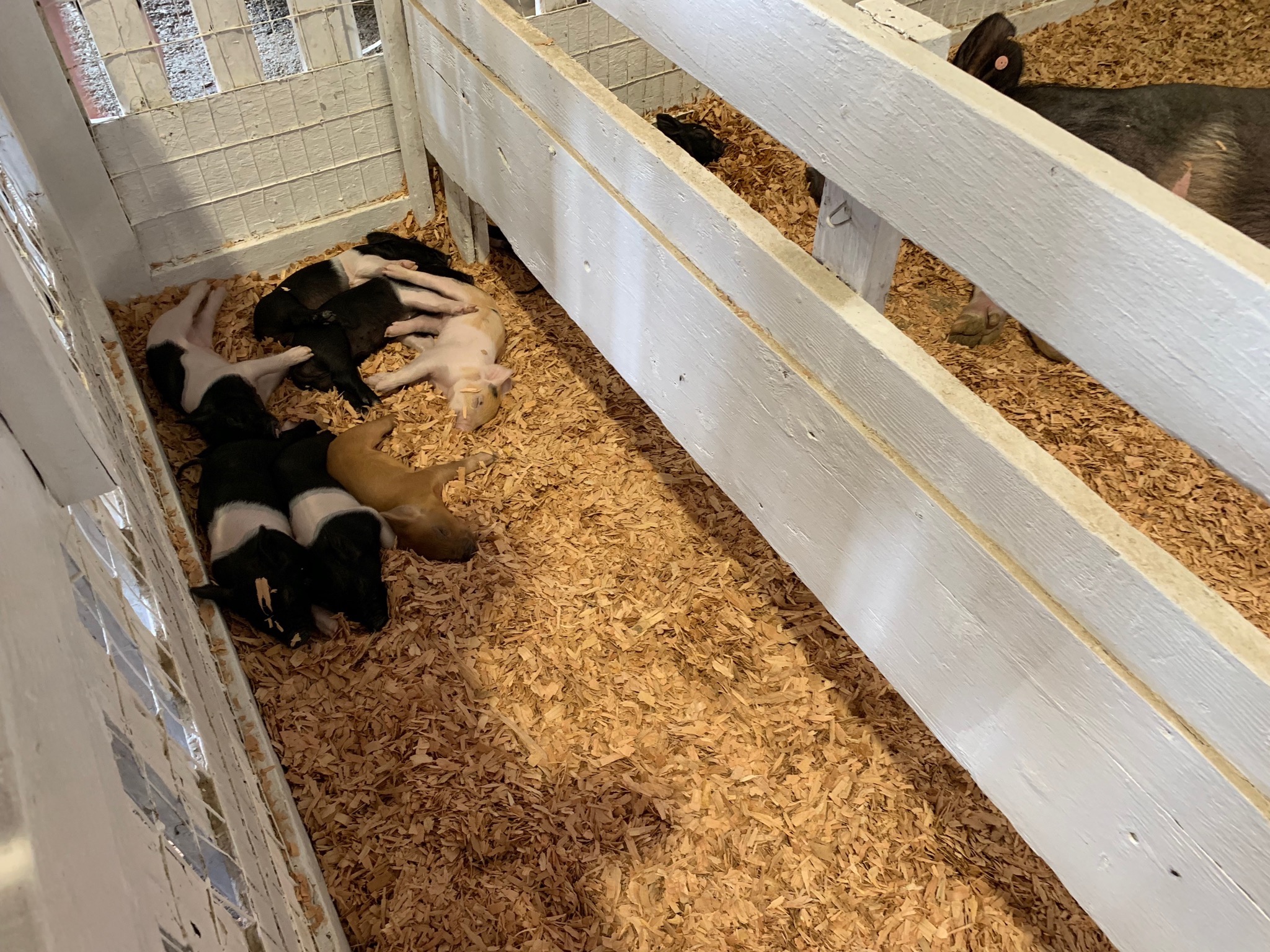 Piglets